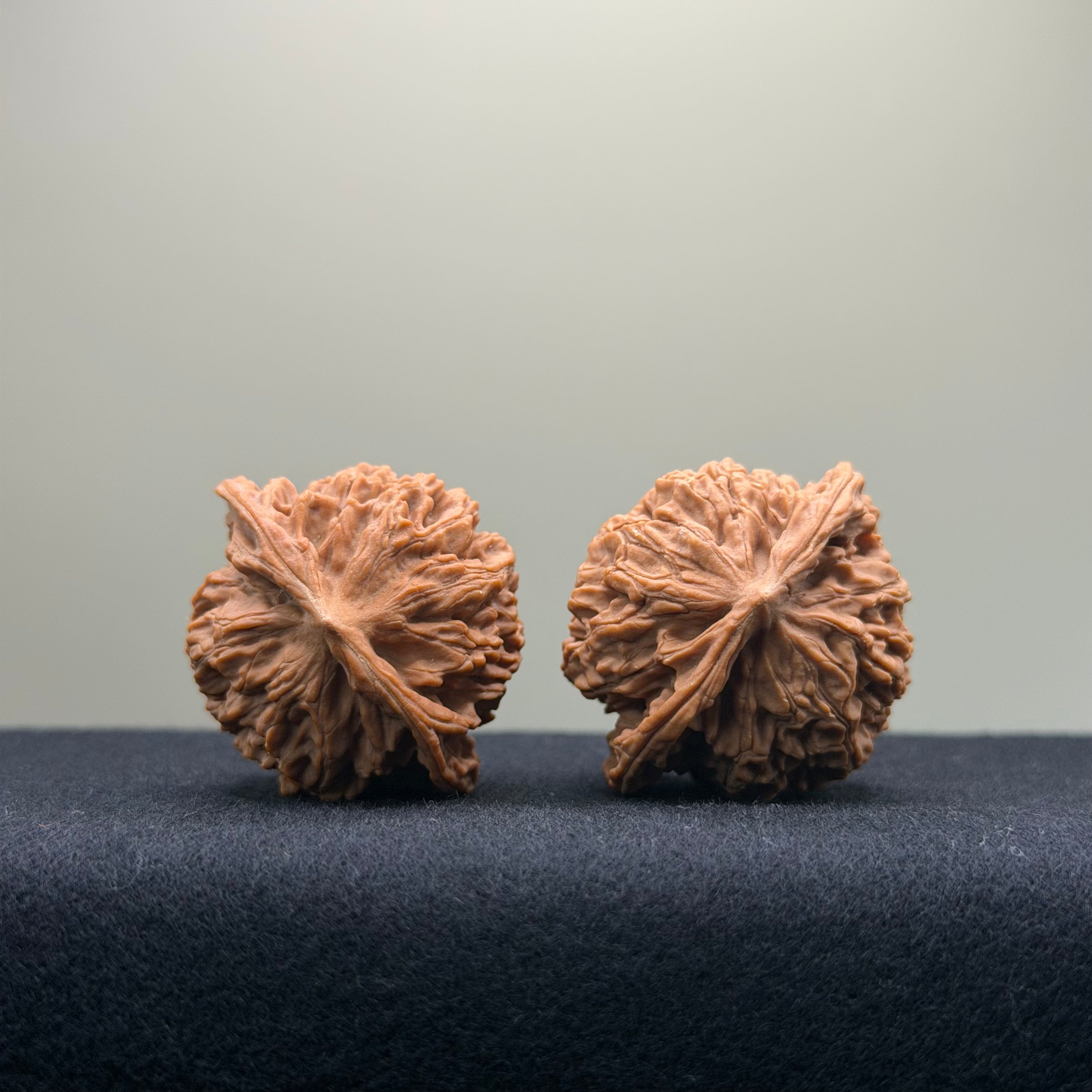 Coiled Dragon Pattern Wenwan Walnut · 39mm · Natural · Entry Ritual