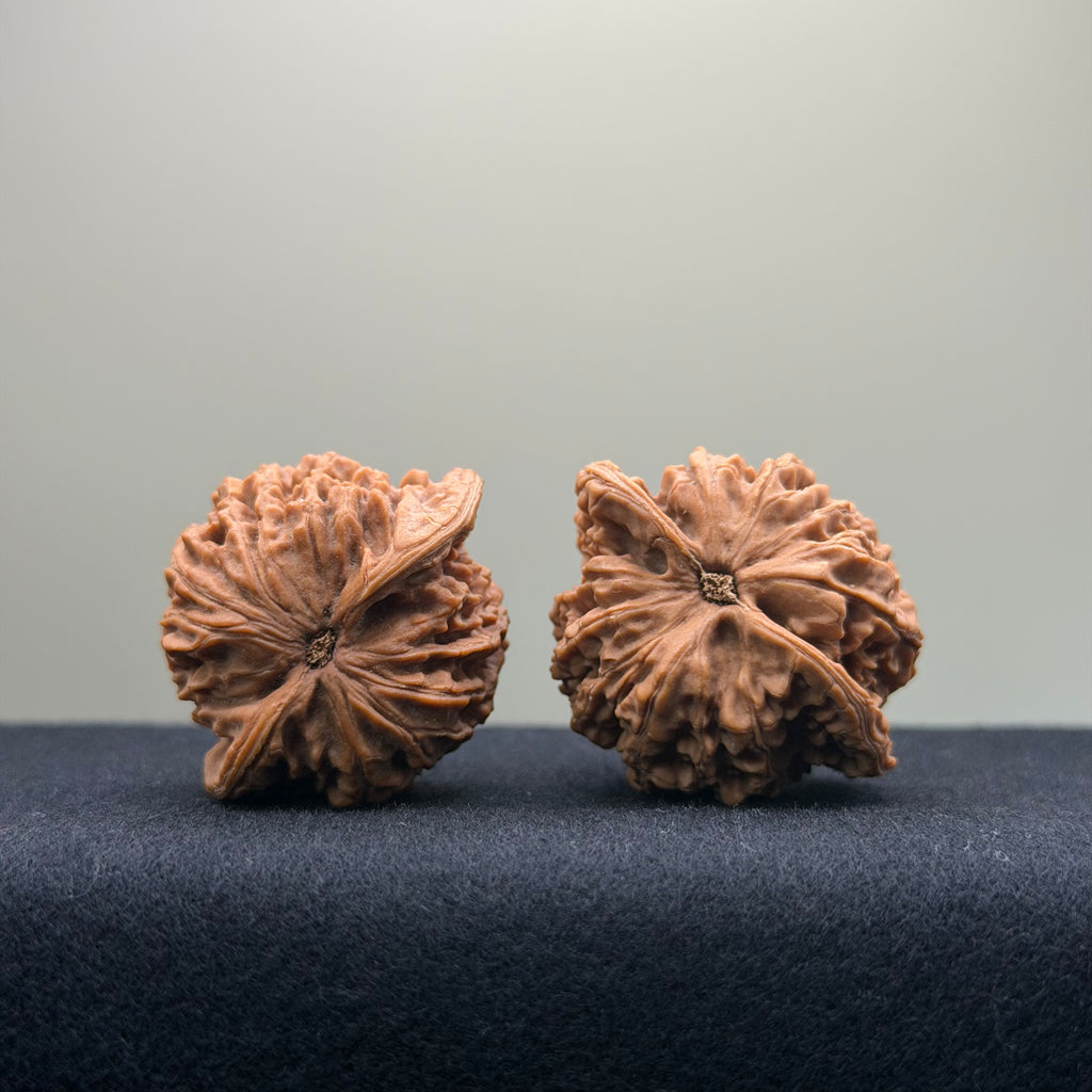 Coiled Dragon Pattern Wenwan Walnut · 39mm · Natural · Entry Ritual