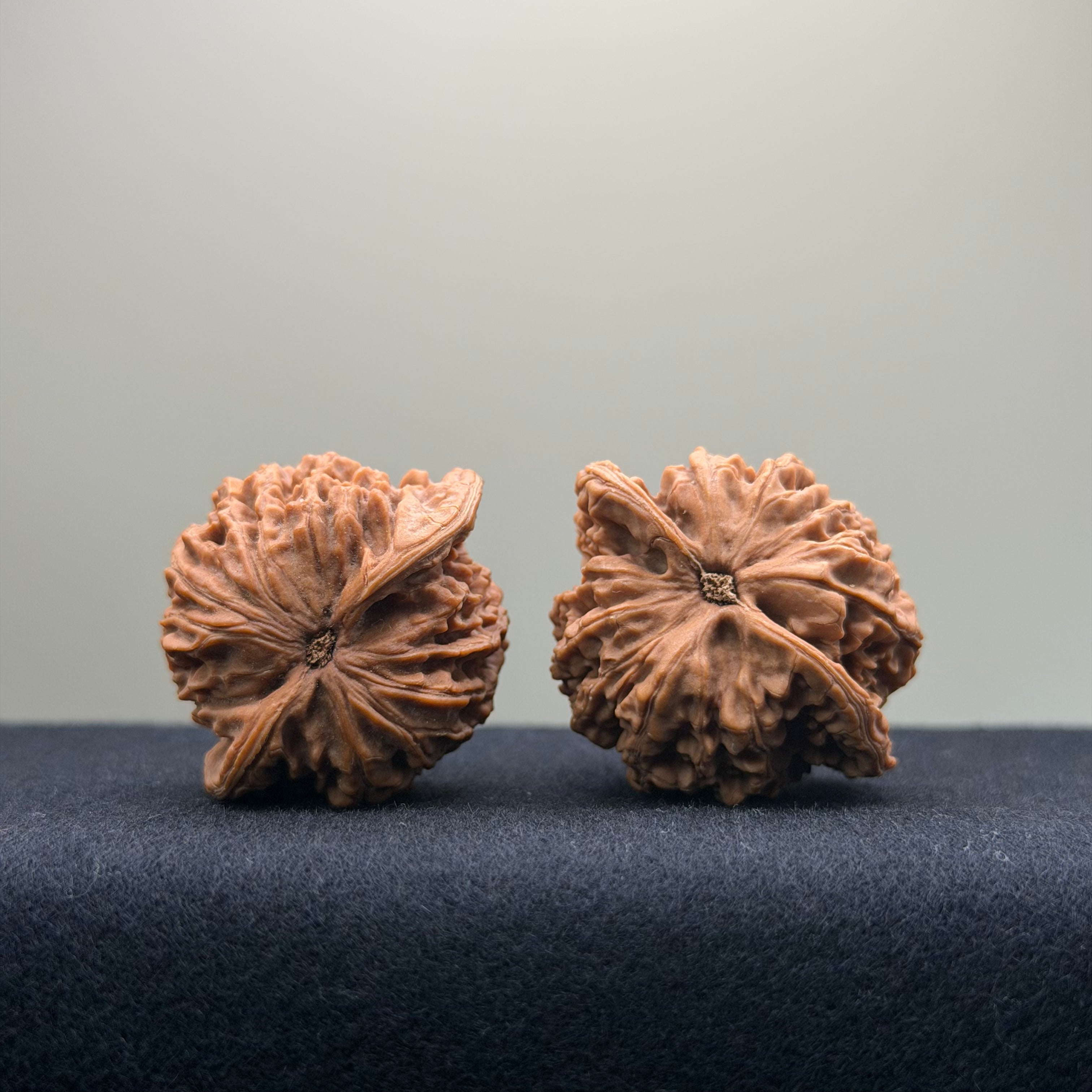 Coiled Dragon Pattern Wenwan Walnut · 39mm · Natural · Entry Ritual