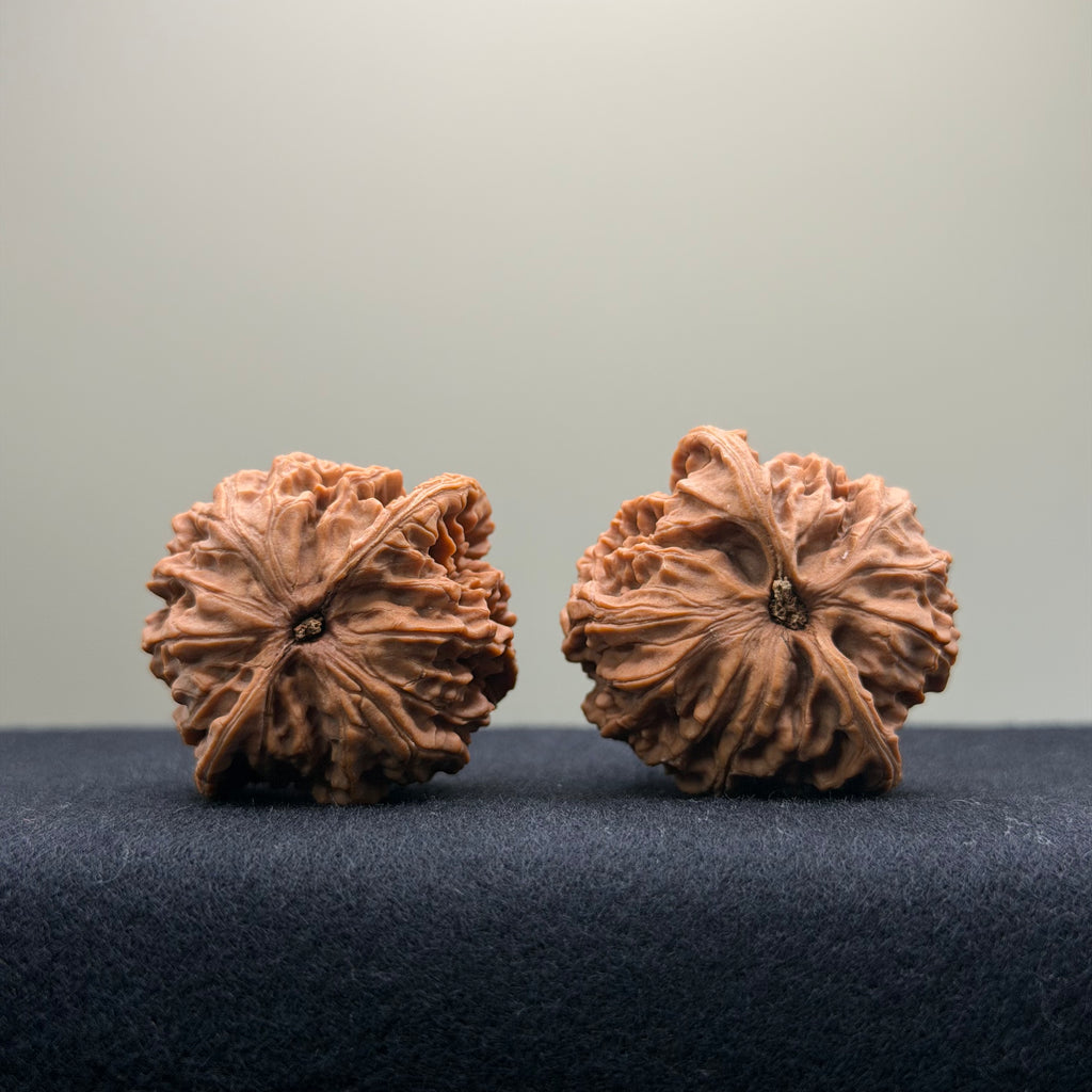 Coiled Dragon Pattern Wenwan Walnut · 37mm · Natural · Entry Ritual