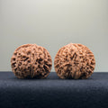 Coiled Dragon Pattern Wenwan Walnut · 39mm · Natural · Entry Ritual