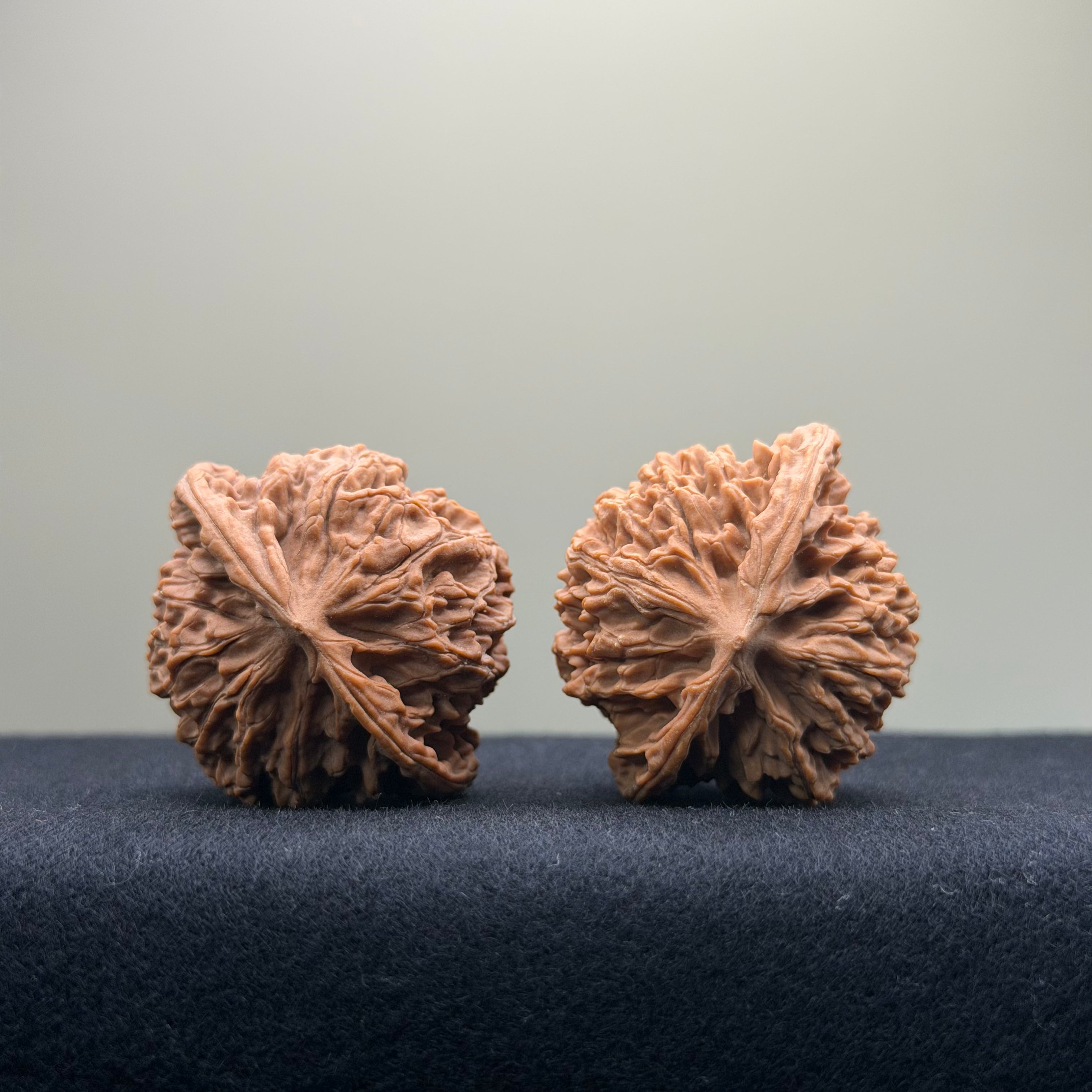 Coiled Dragon Pattern Wenwan Walnut · 39mm · Natural · Entry Ritual