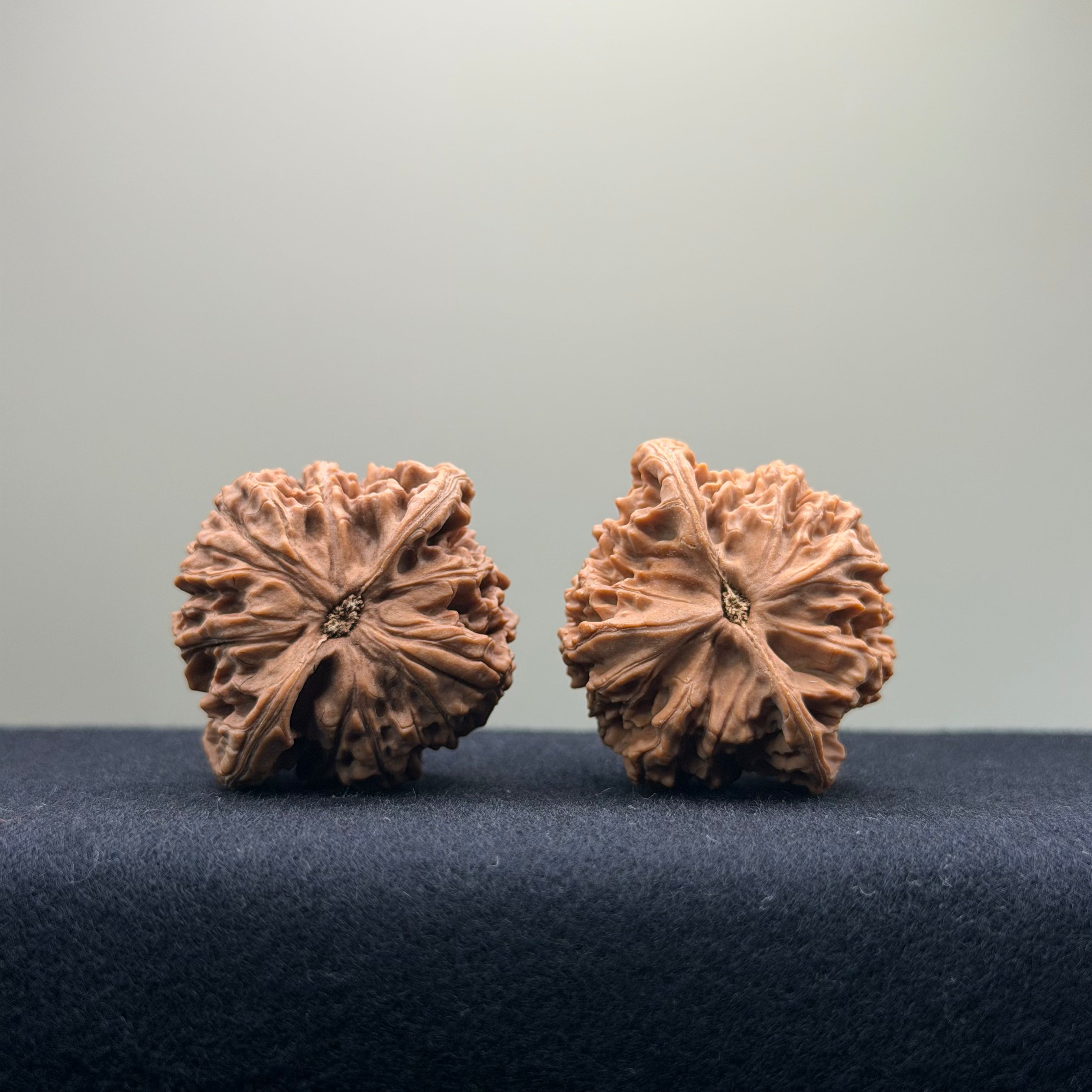Coiled Dragon Pattern Wenwan Walnut · 39mm · Natural · Entry Ritual