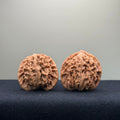 Coiled Dragon Pattern Wenwan Walnut · 39mm · Natural · Entry Ritual