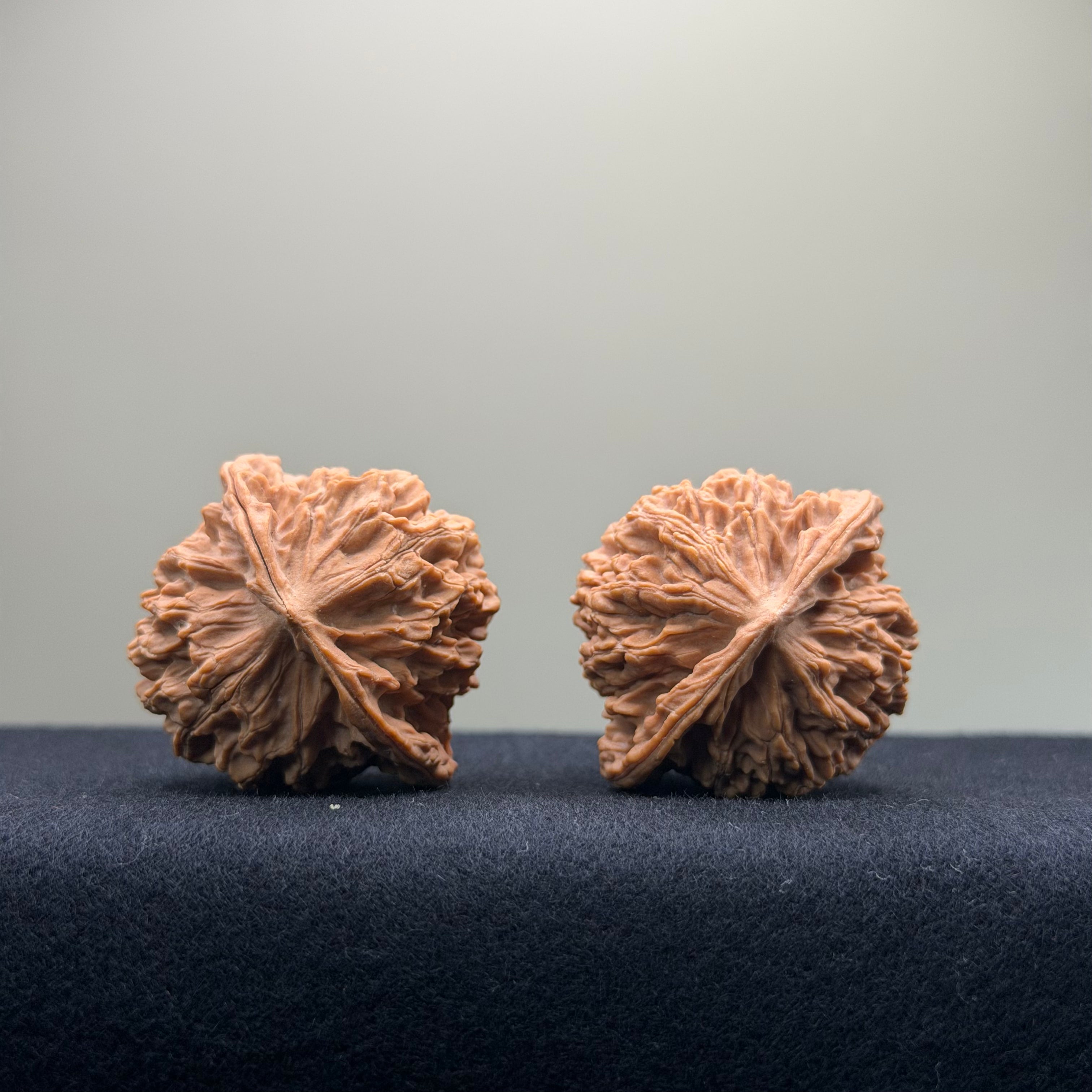 Coiled Dragon Pattern Wenwan Walnut · 39mm · Natural · Entry Ritual