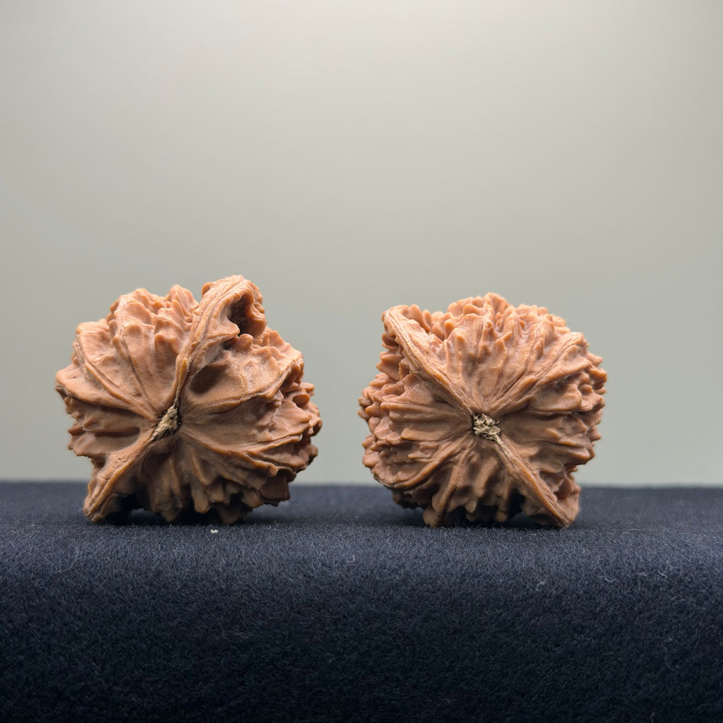 Coiled Dragon Pattern Wenwan Walnut · 39mm · Natural · Entry Ritual