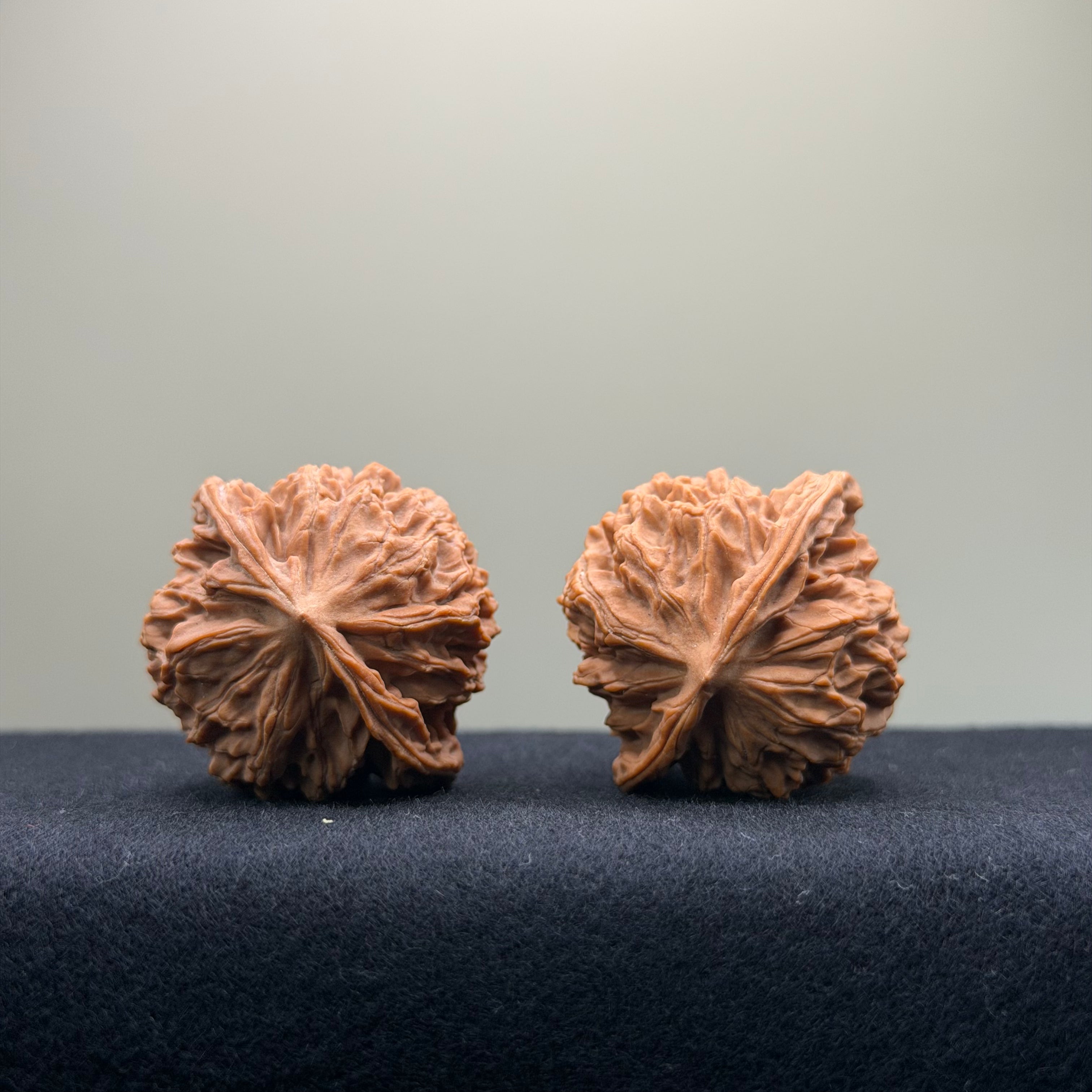 Coiled Dragon Pattern Wenwan Walnut · 37mm · Natural · Entry Ritual