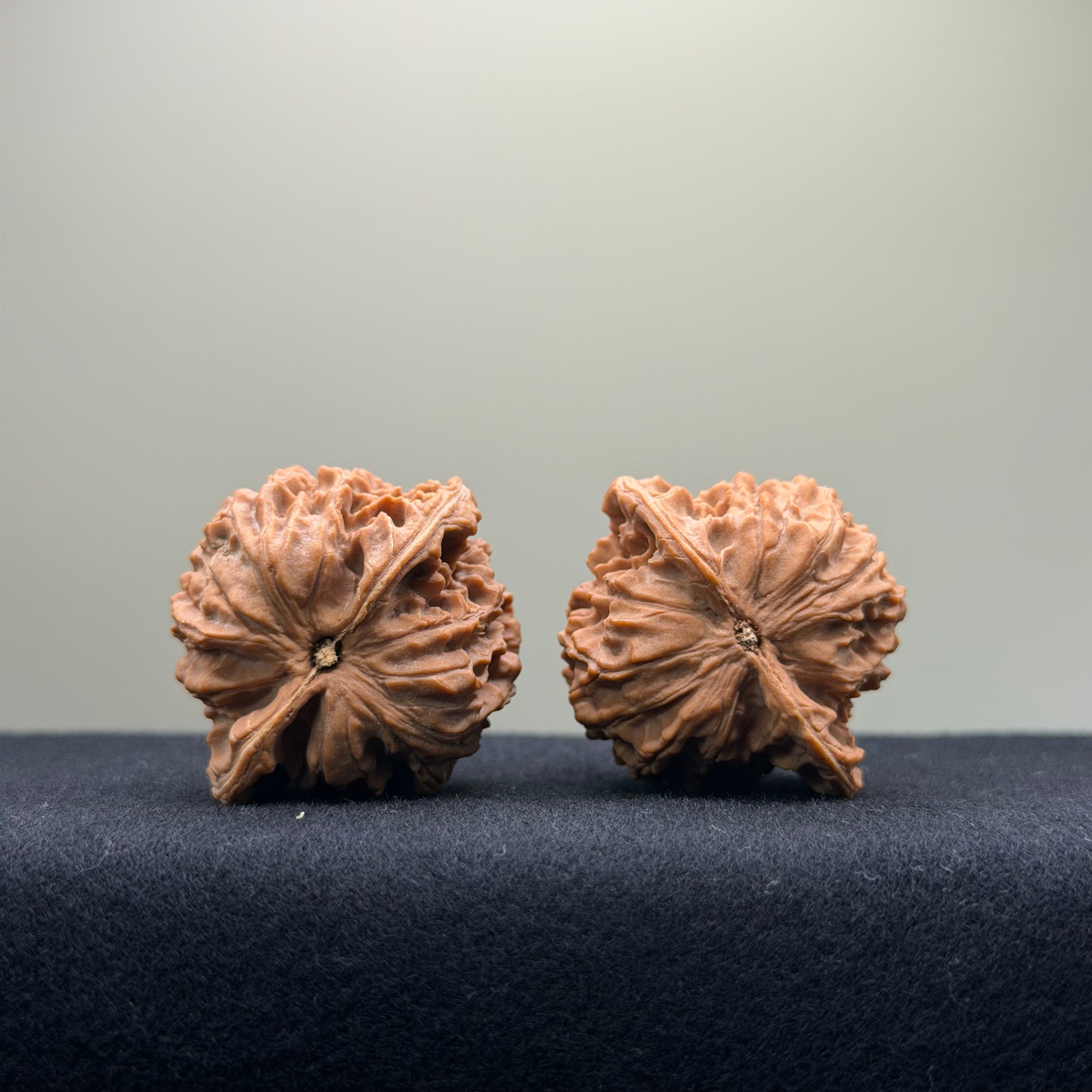 Coiled Dragon Pattern Wenwan Walnut · 37mm · Natural · Entry Ritual