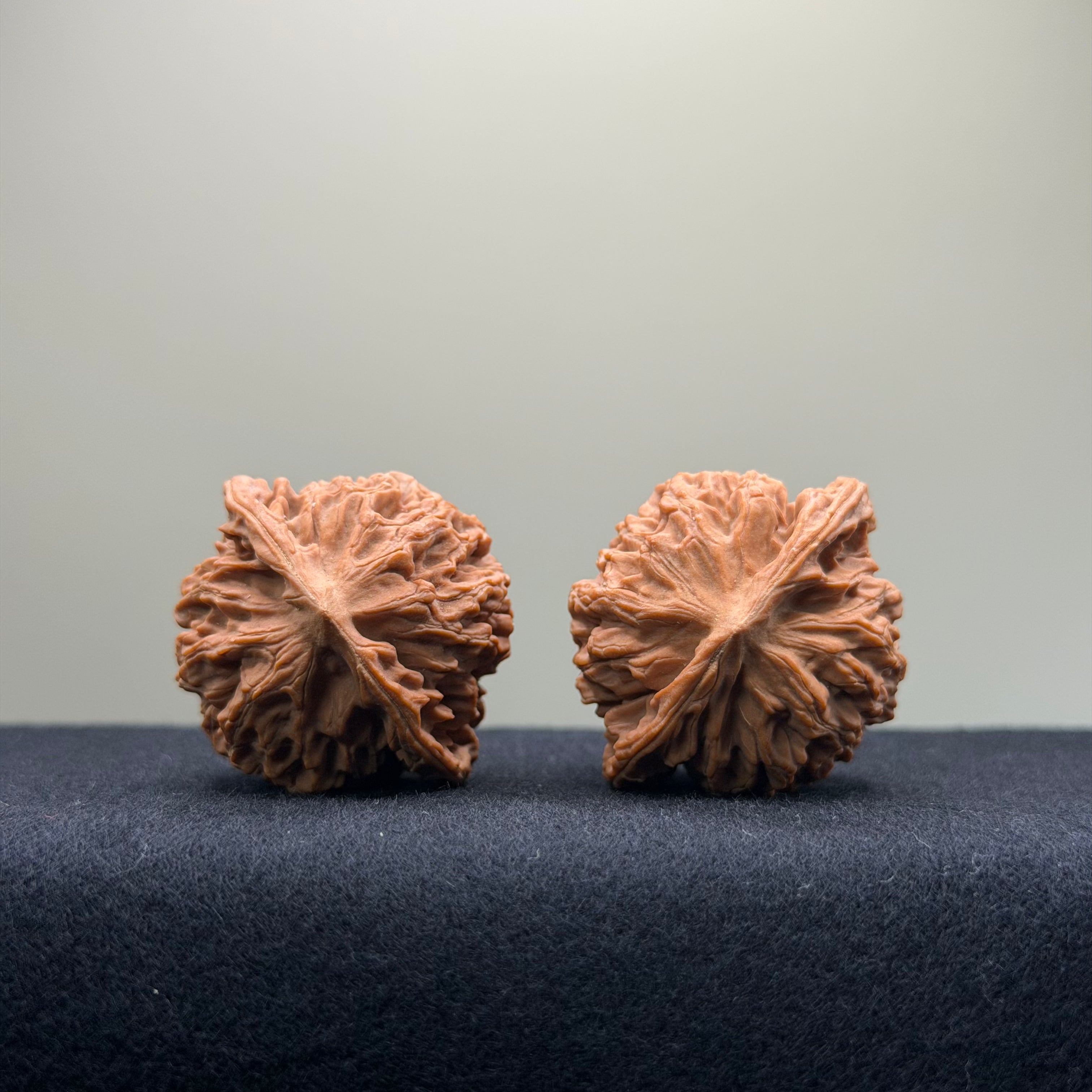 Coiled Dragon Pattern Wenwan Walnut · 37mm · Natural · Entry Ritual