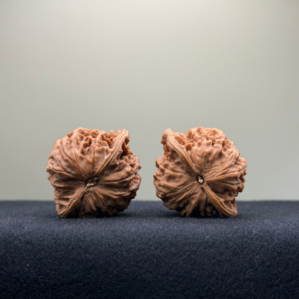 Coiled Dragon Pattern Wenwan Walnut · 37mm · Natural · Entry Ritual