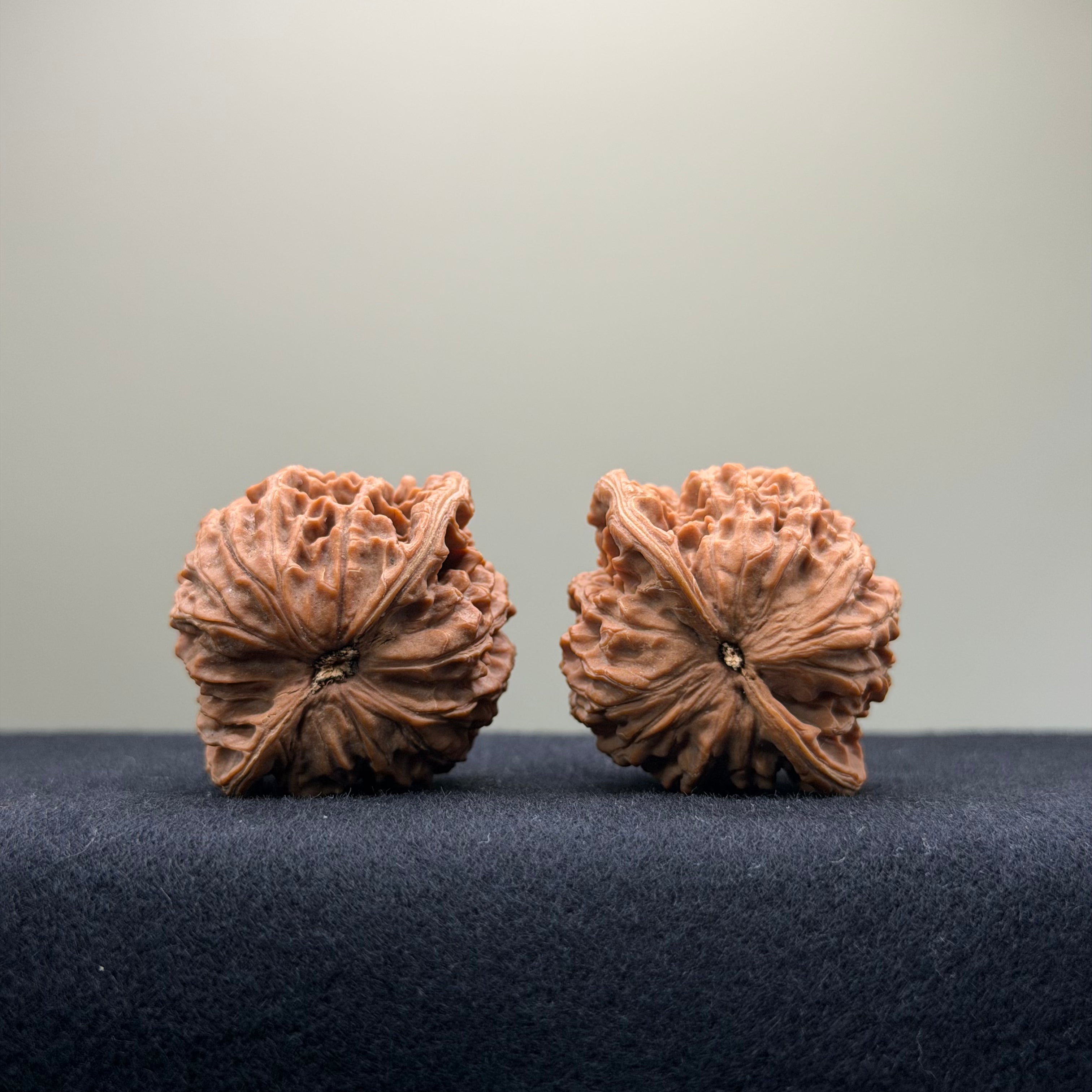 Coiled Dragon Pattern Wenwan Walnut · 37mm · Natural · Entry Ritual