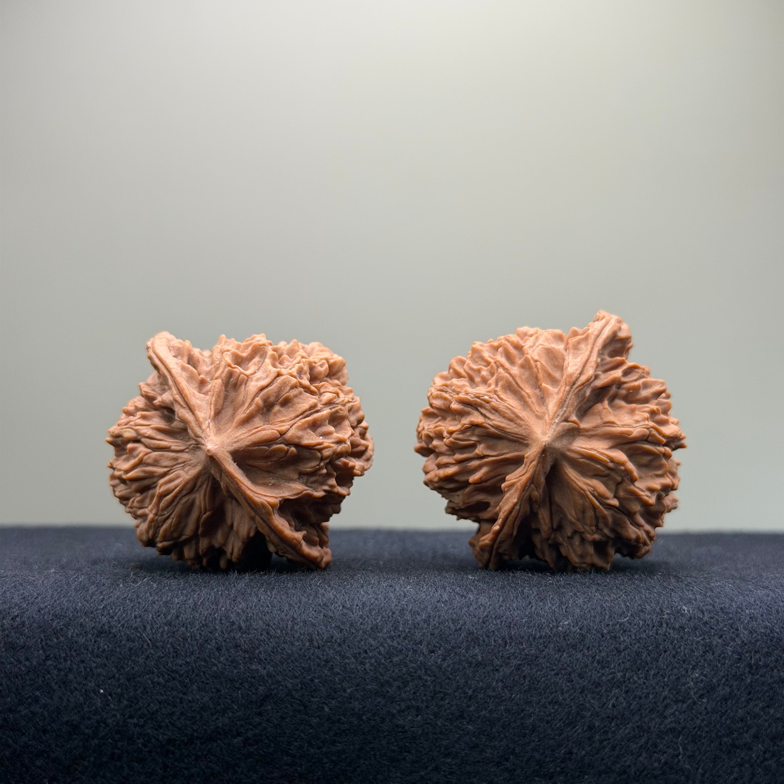 Coiled Dragon Pattern Wenwan Walnut · 39mm · Natural · Entry Ritual