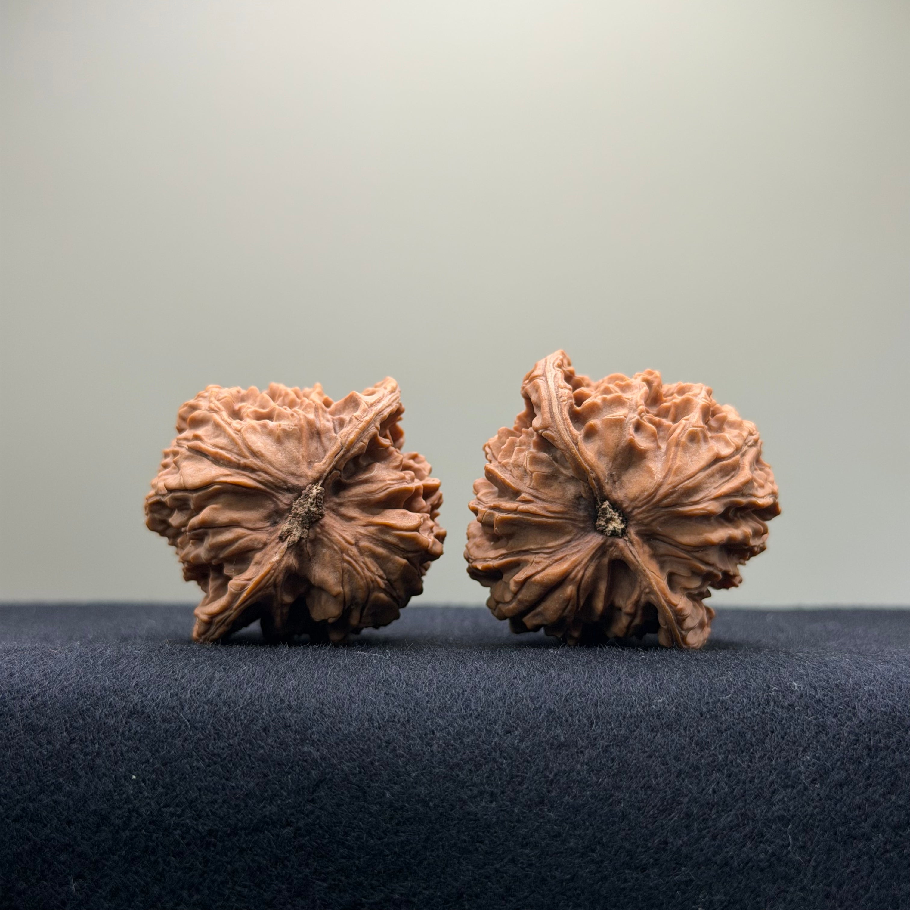 Coiled Dragon Pattern Wenwan Walnut · 39mm · Natural · Entry Ritual