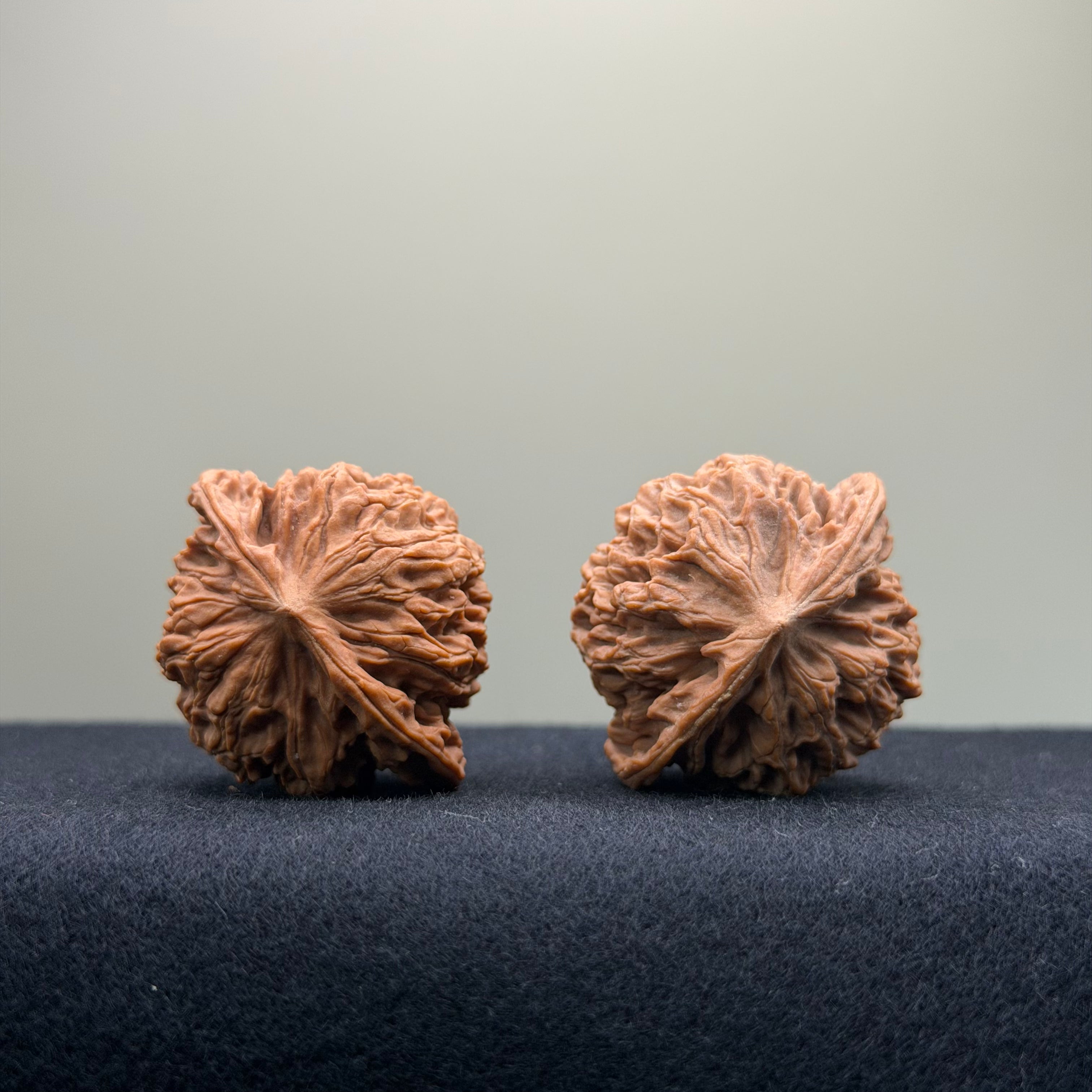 Coiled Dragon Pattern Wenwan Walnut · 37mm · Natural · Entry Ritual
