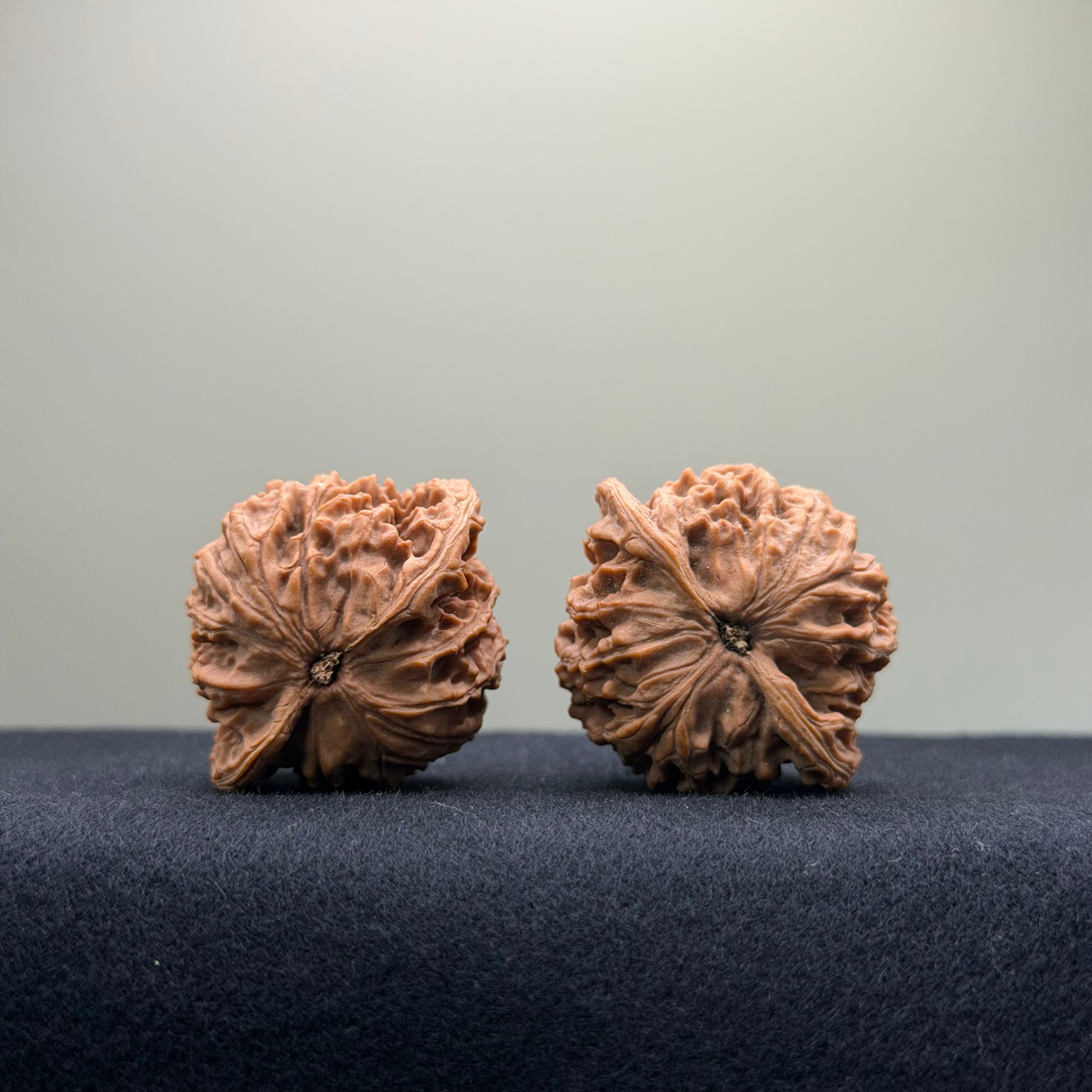 Coiled Dragon Pattern Wenwan Walnut · 37mm · Natural · Entry Ritual