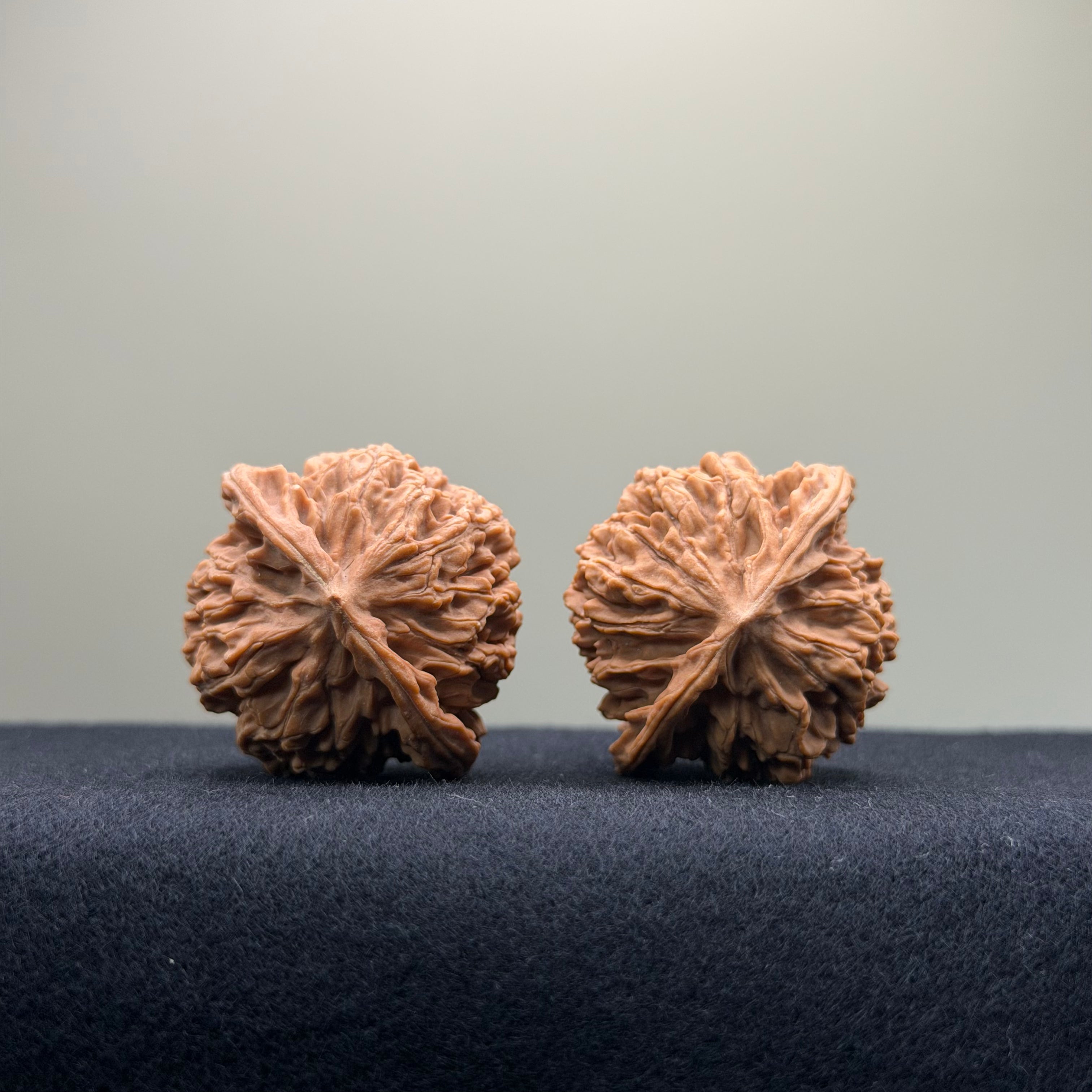 Coiled Dragon Pattern Wenwan Walnut · 37mm · Natural · Entry Ritual