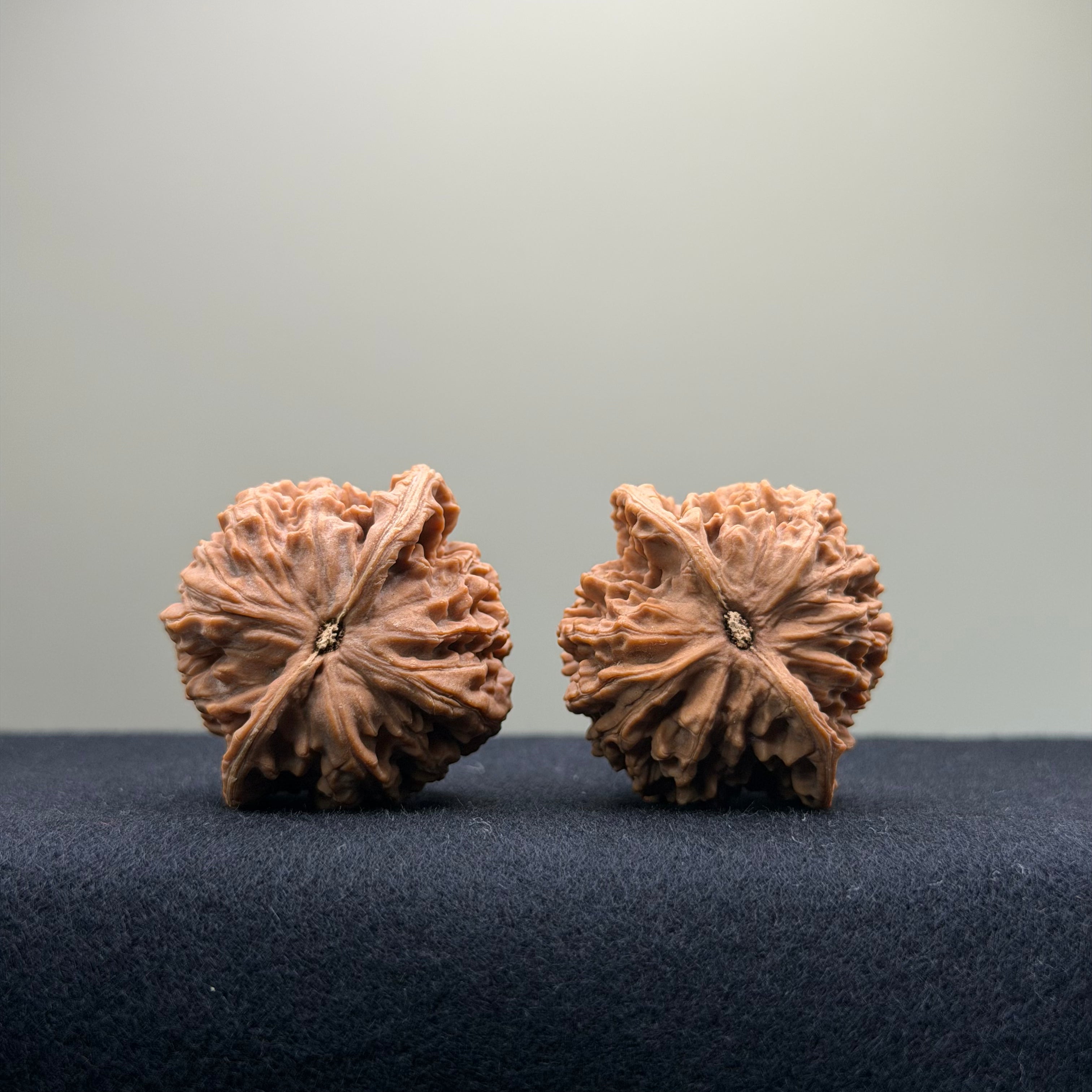 Coiled Dragon Pattern Wenwan Walnut · 37mm · Natural · Entry Ritual