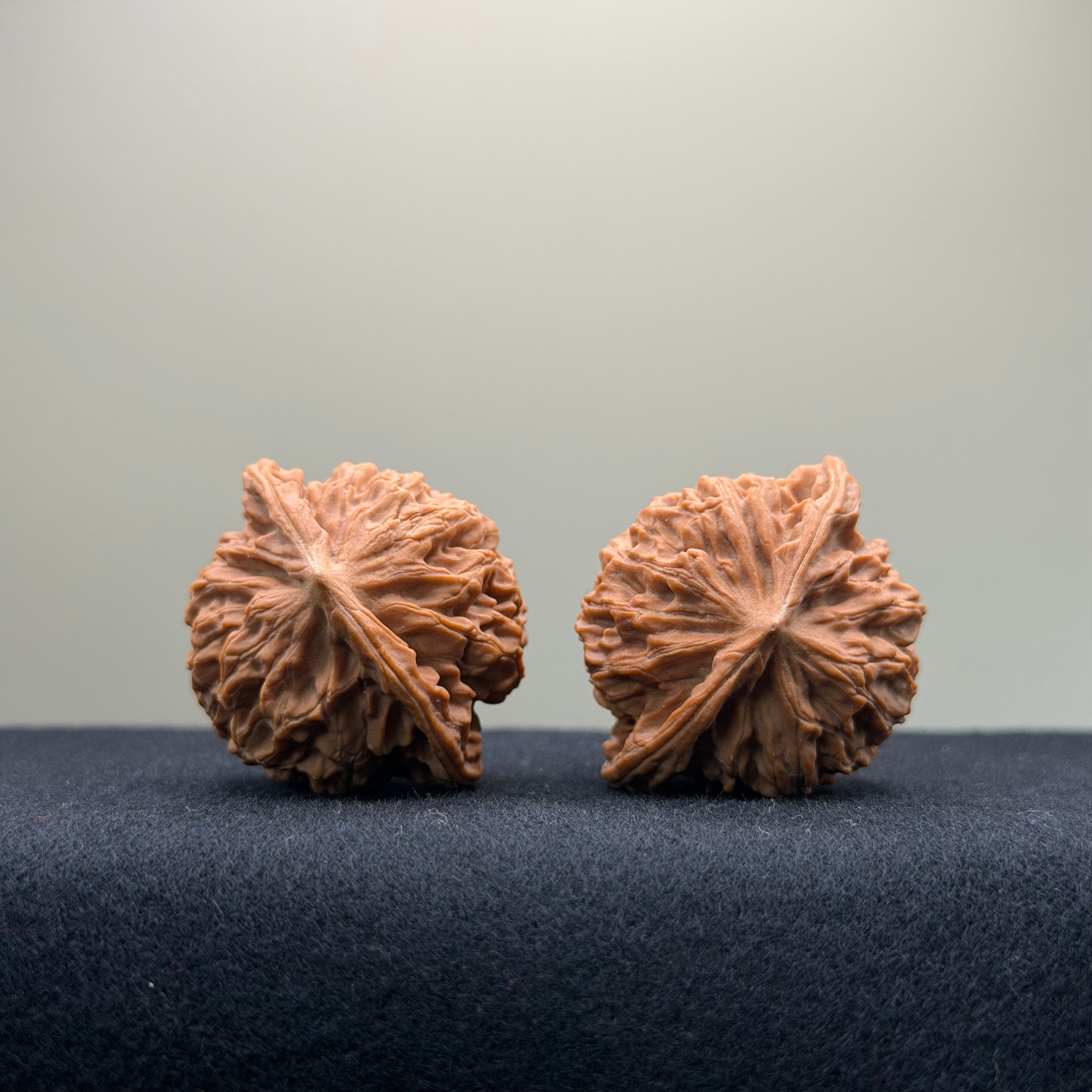 Coiled Dragon Pattern Wenwan Walnut · 38mm · Natural · Entry Ritual