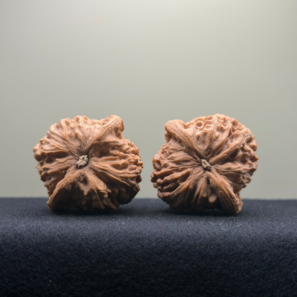Dragon Vein Wenwan Walnut · 41mm · Natural · Premium Ritual