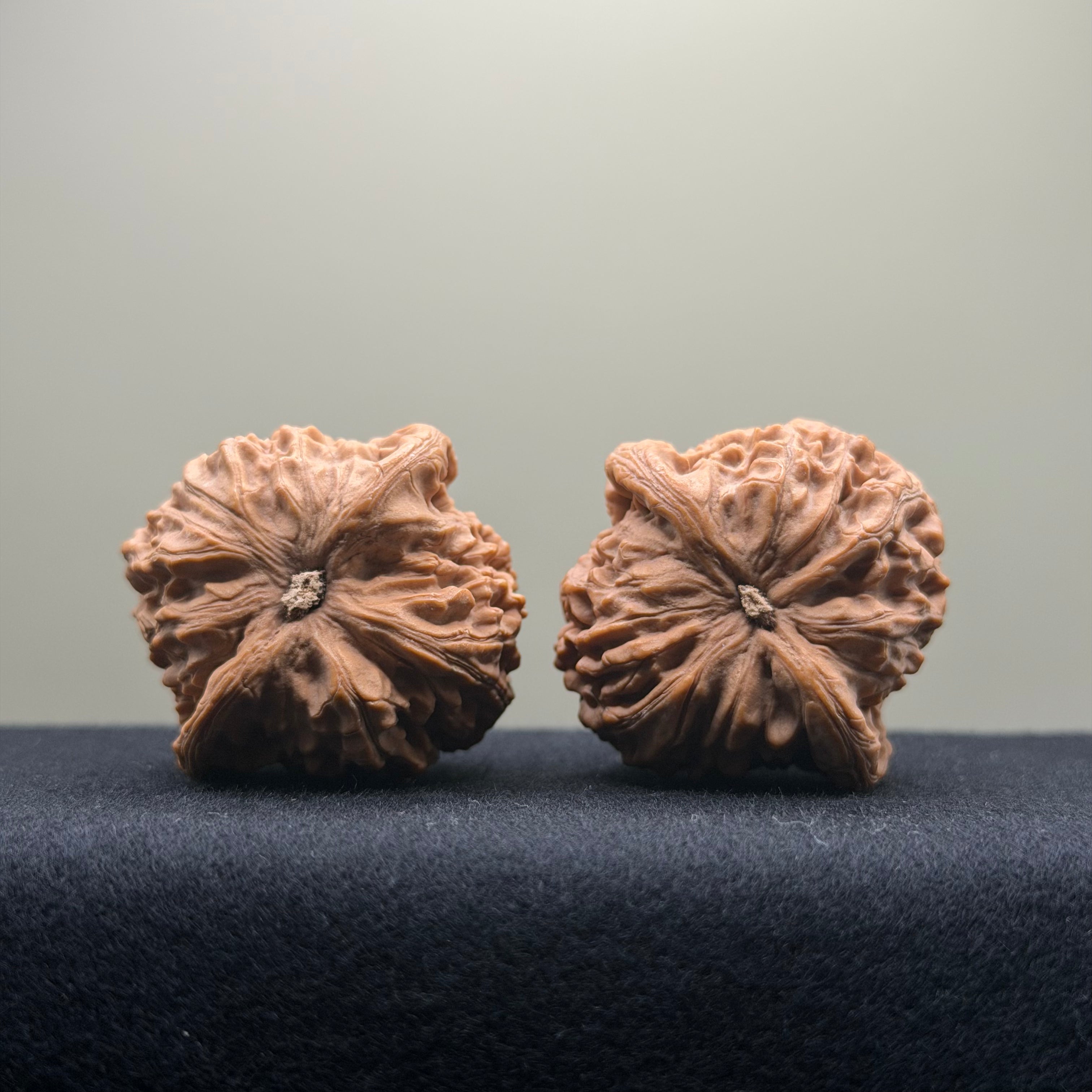 Dragon Vein Wenwan Walnut · 41mm · Natural · Premium Ritual