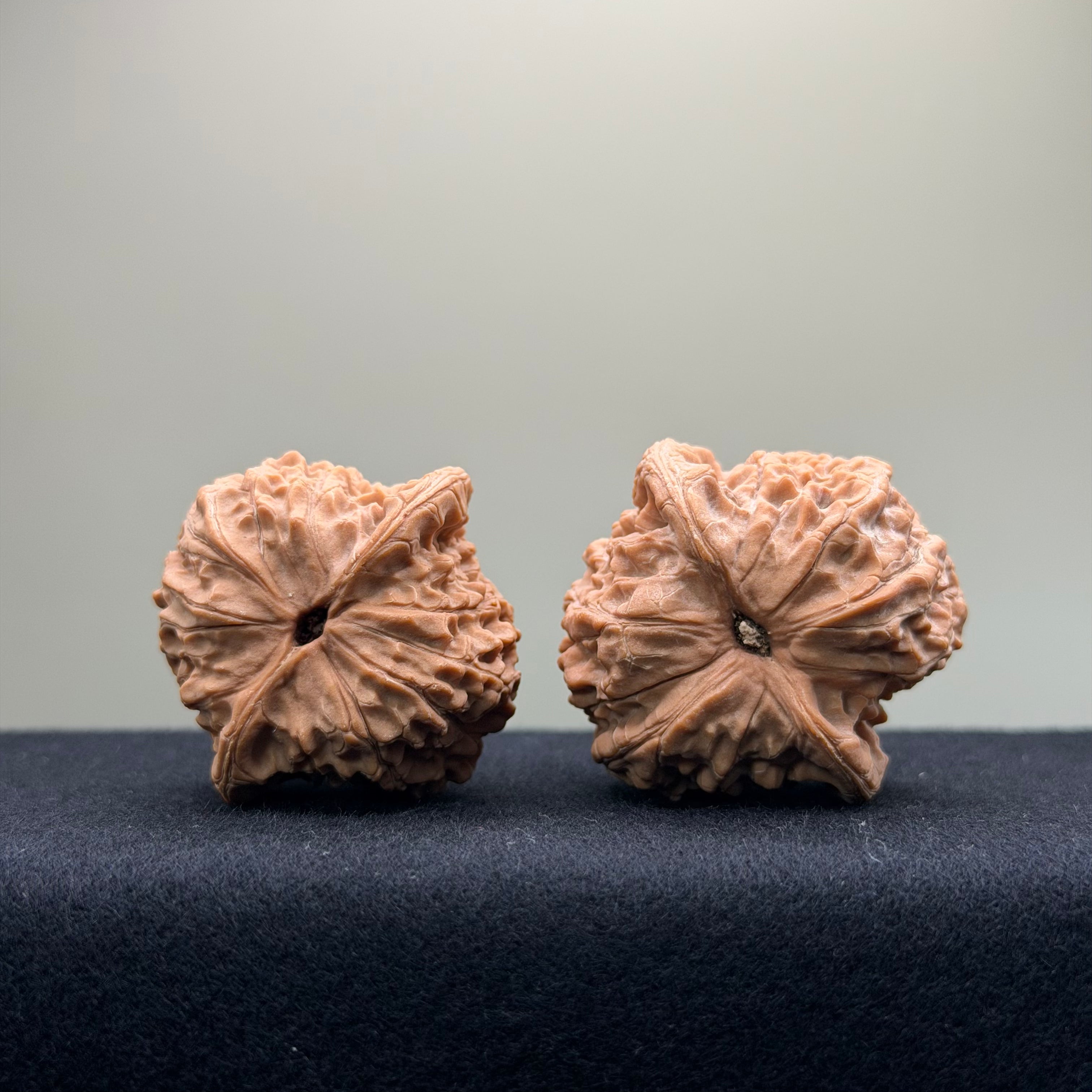 Blood Kirin Wenwan Walnut · 40mm · Entry Ritual
