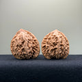 Ant Valley Wenwan Walnut · 38mm · Natural · Entry Ritual
