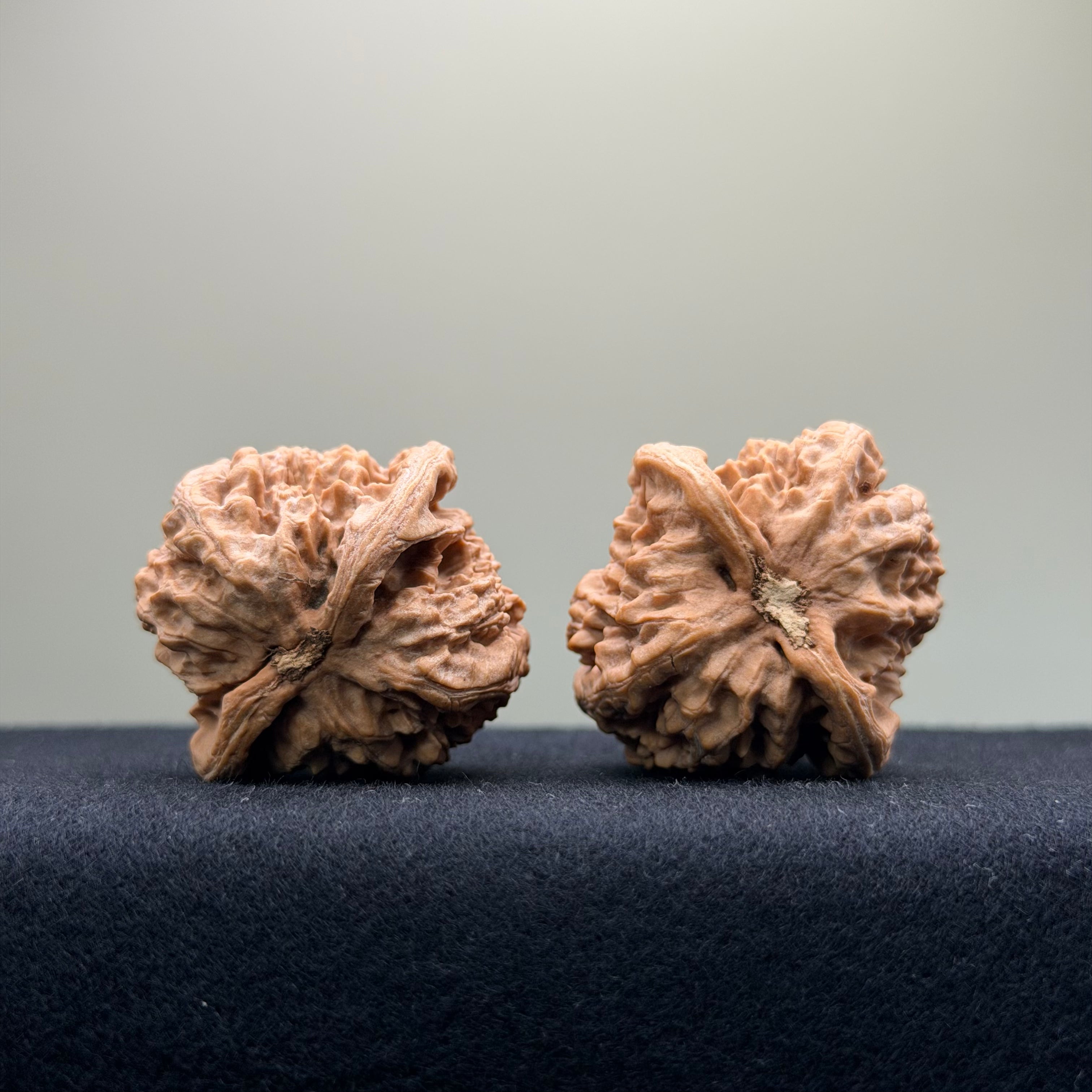 Ant Valley Wenwan Walnut · 38mm · Natural · Entry Ritual