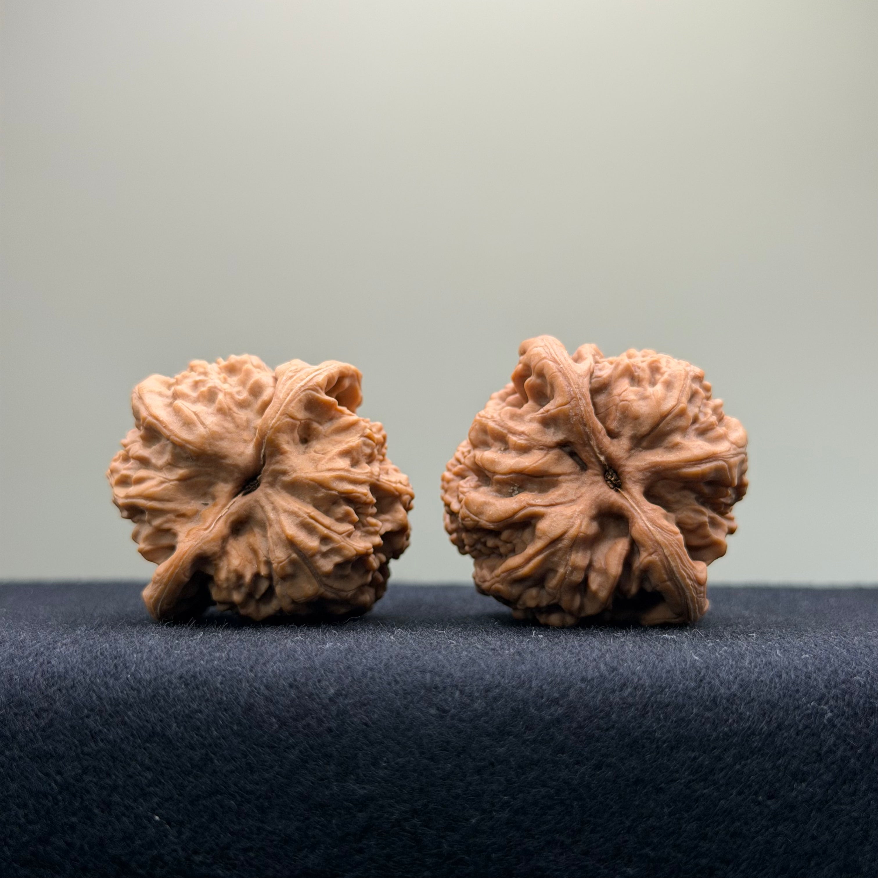 Ant Valley Wenwan Walnut · 36mm · Natural · Entry Ritual