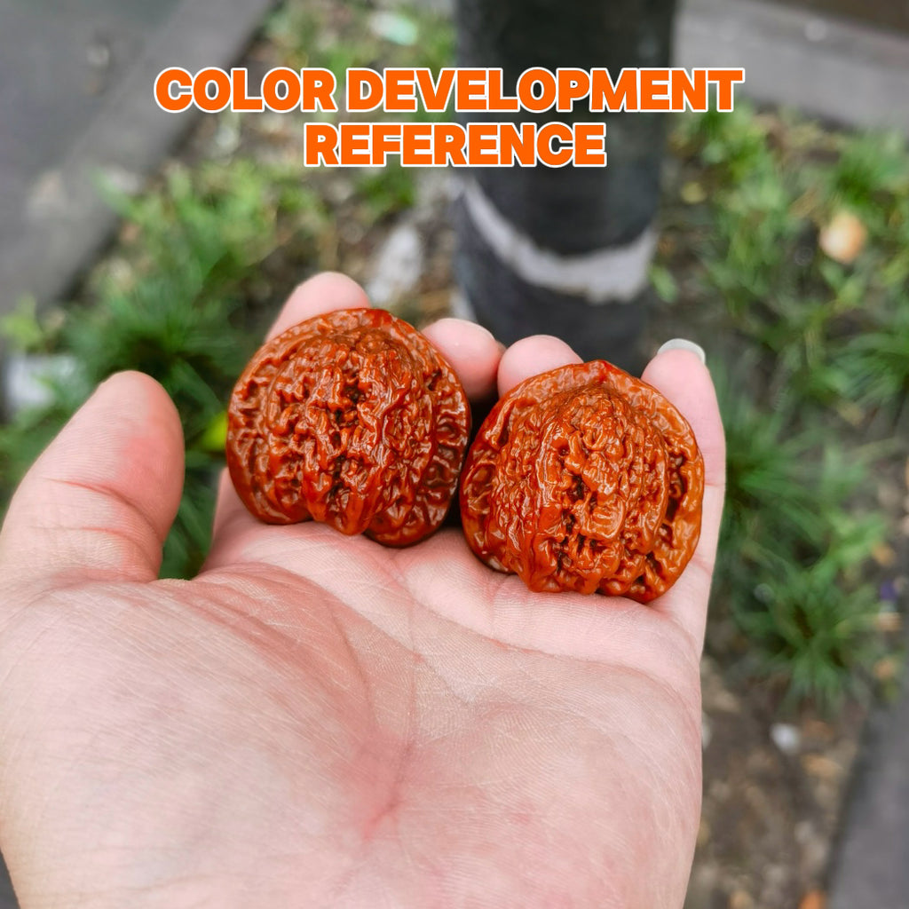 Ant Valley Wenwan Walnut · 38mm · Natural · Entry Ritual