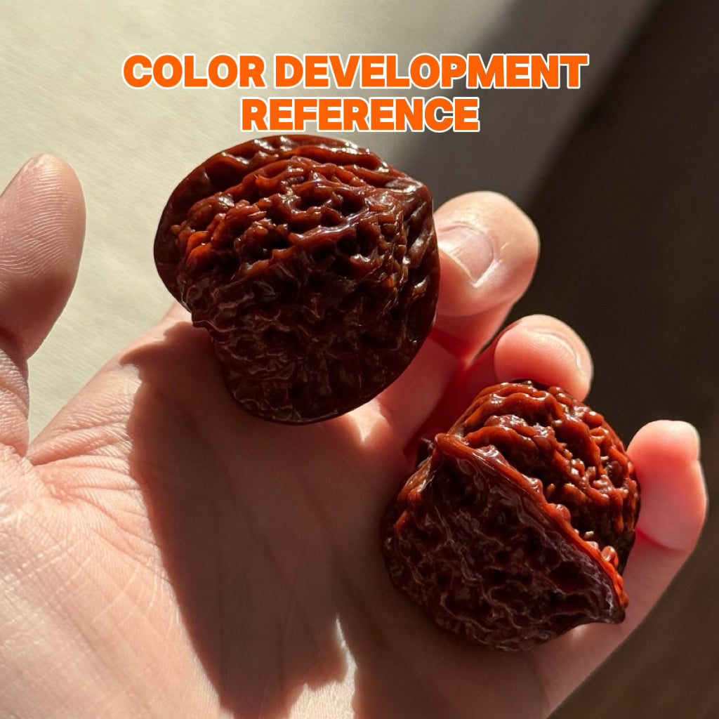 Coiled Dragon Pattern Wenwan Walnut · 37mm · Natural · Entry Ritual