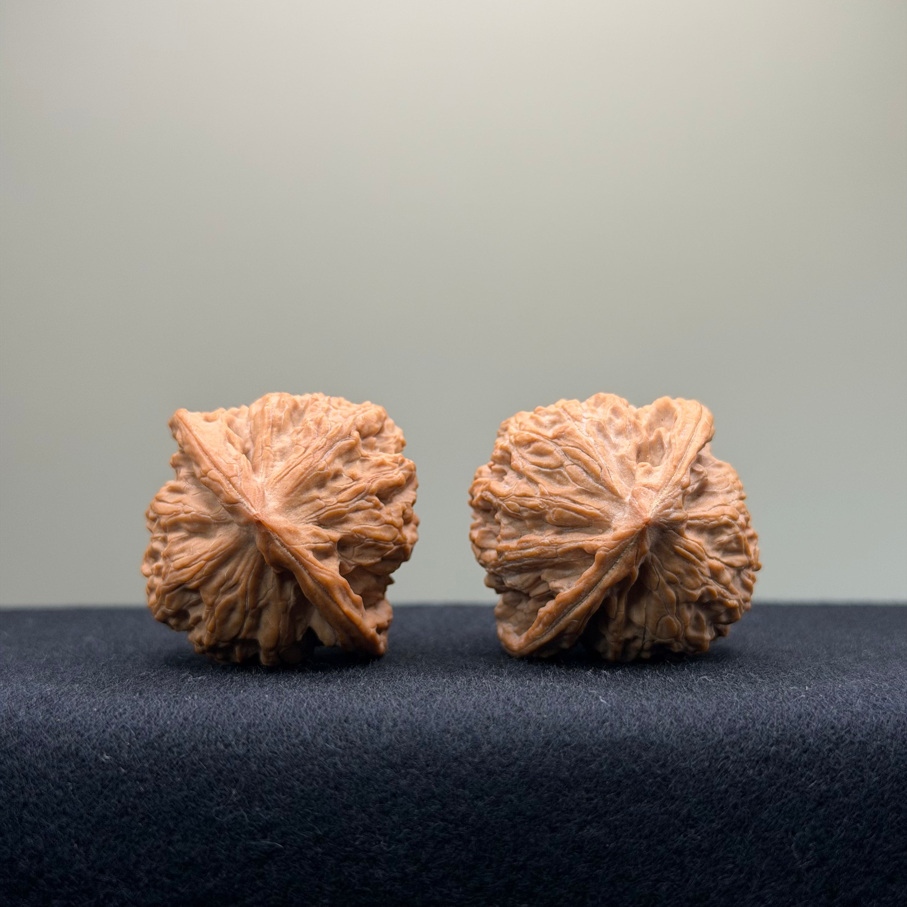 Taurus Wenwan Walnut · 36mm · Natural · Select Ritual