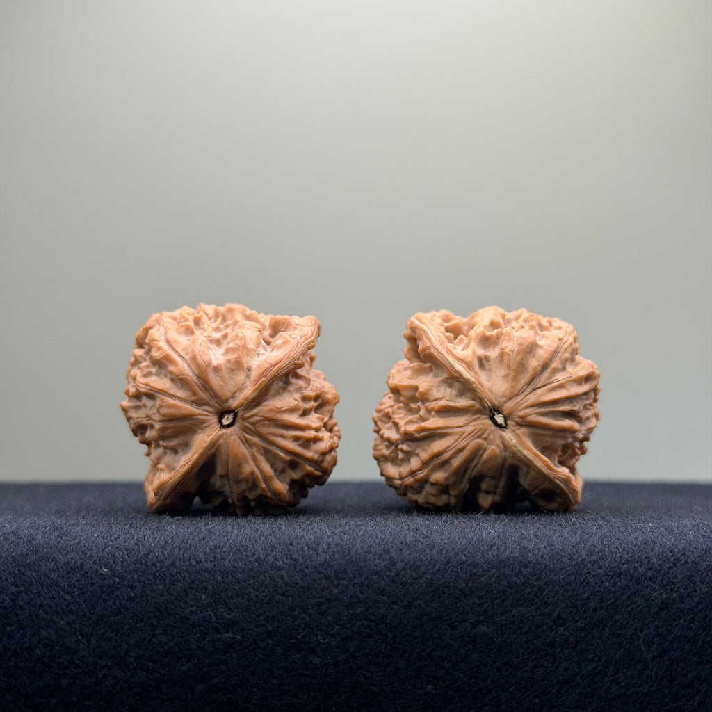 Taurus Wenwan Walnut · 36mm · Natural · Select Ritual