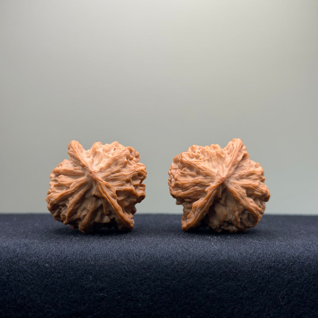 Taurus Wenwan Walnut · 35mm · Natural · Select Ritual