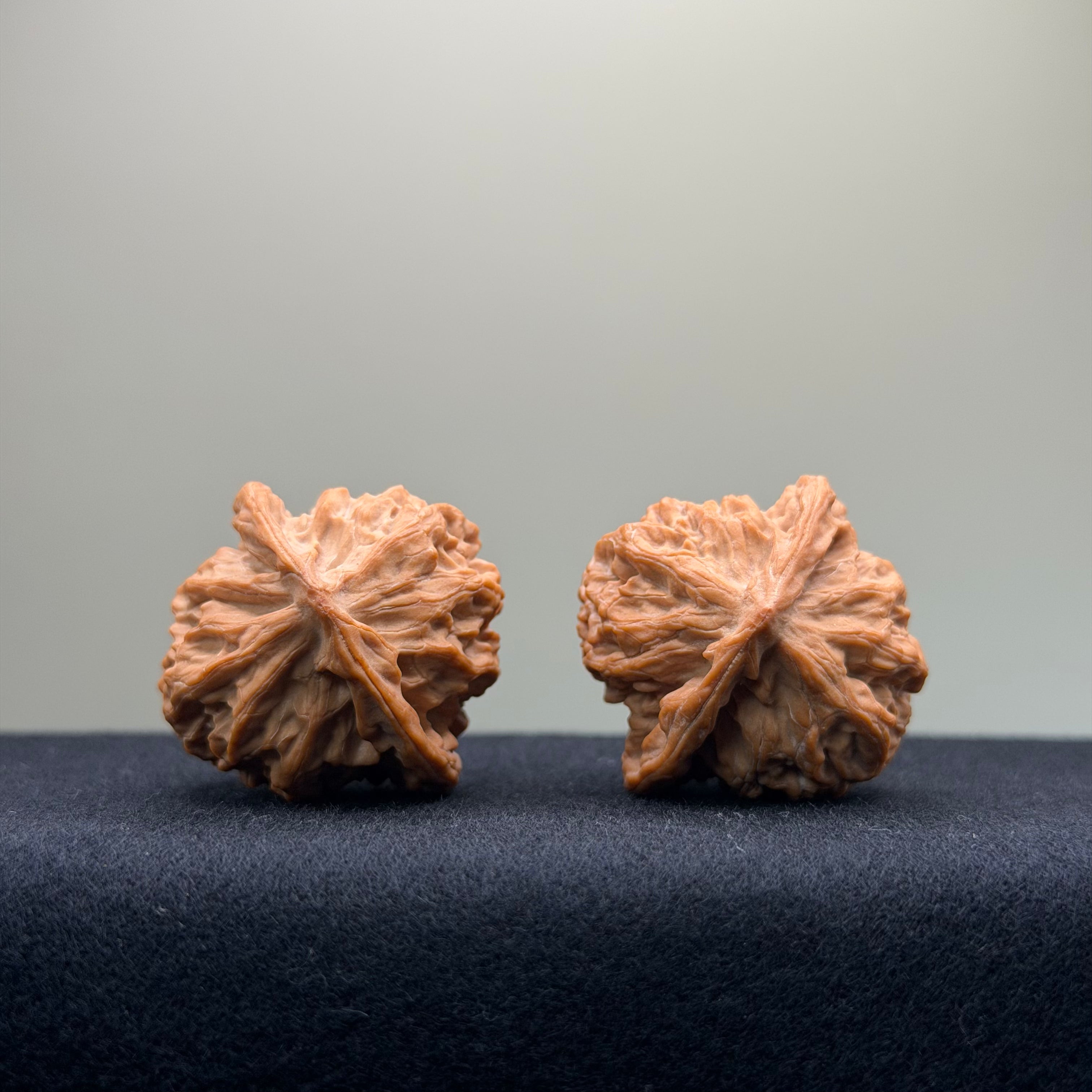 Taurus Wenwan Walnut · 35mm · Natural · Select Ritual