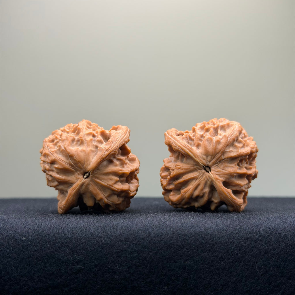 Taurus Wenwan Walnut · 35mm · Natural · Select Ritual
