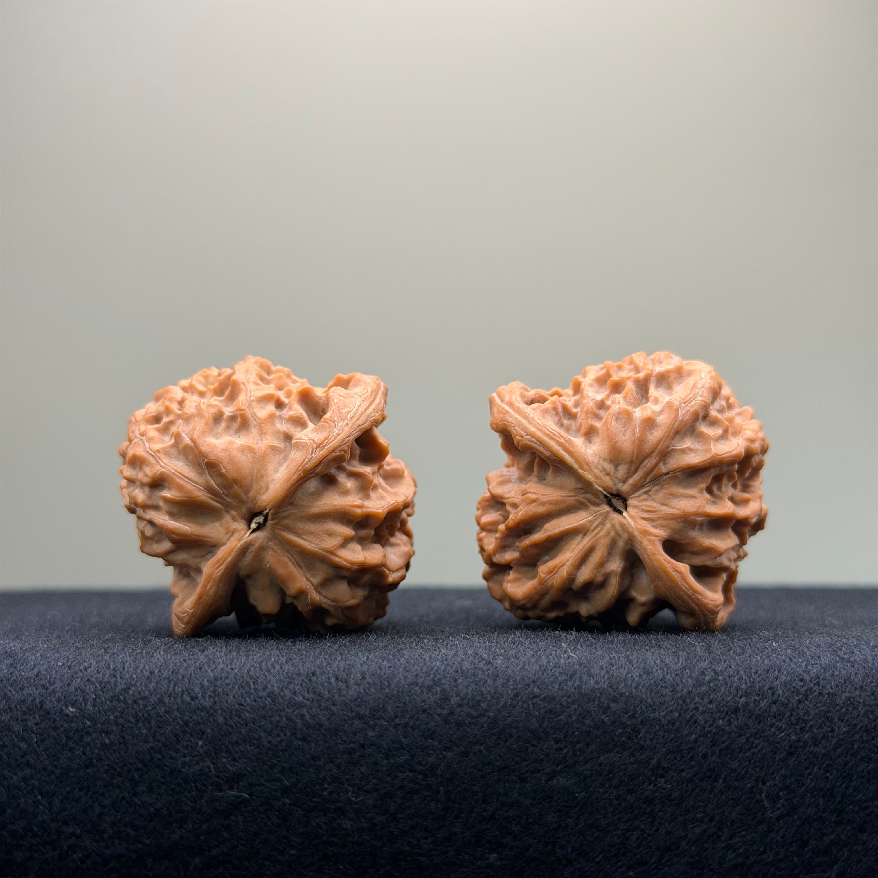 Taurus Wenwan Walnut · 35mm · Natural · Select Ritual