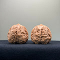 Toad Head Wenwan Walnut · 36mm · Premium Ritual