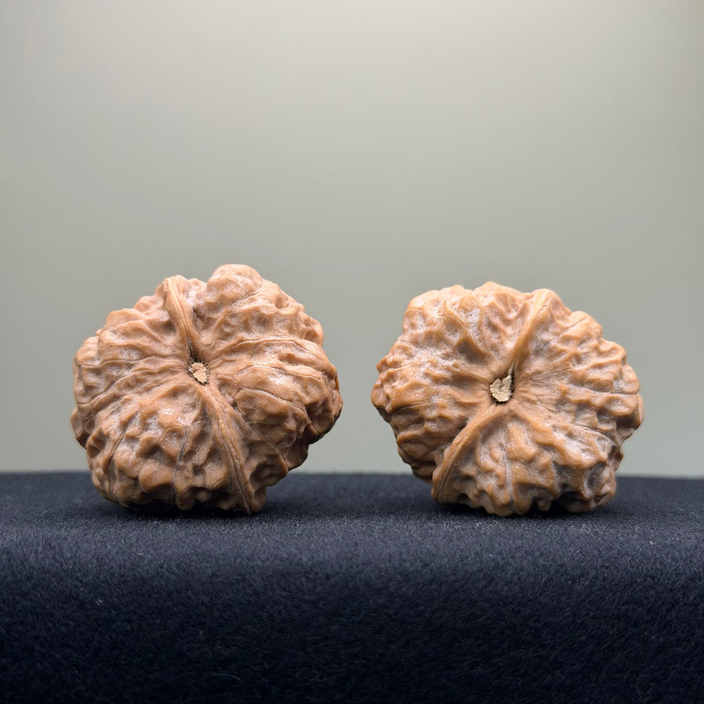 Toad Head Wenwan Walnut · 36mm · Premium Ritual