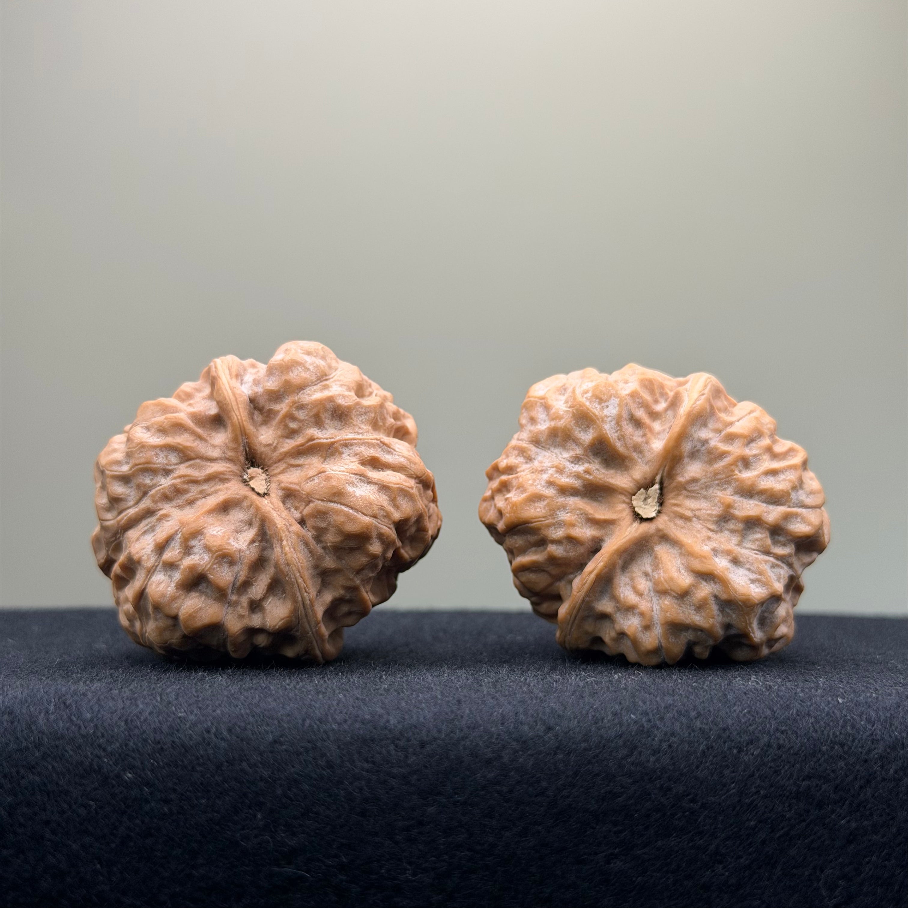 Toad Head Wenwan Walnut · 36mm · Premium Ritual