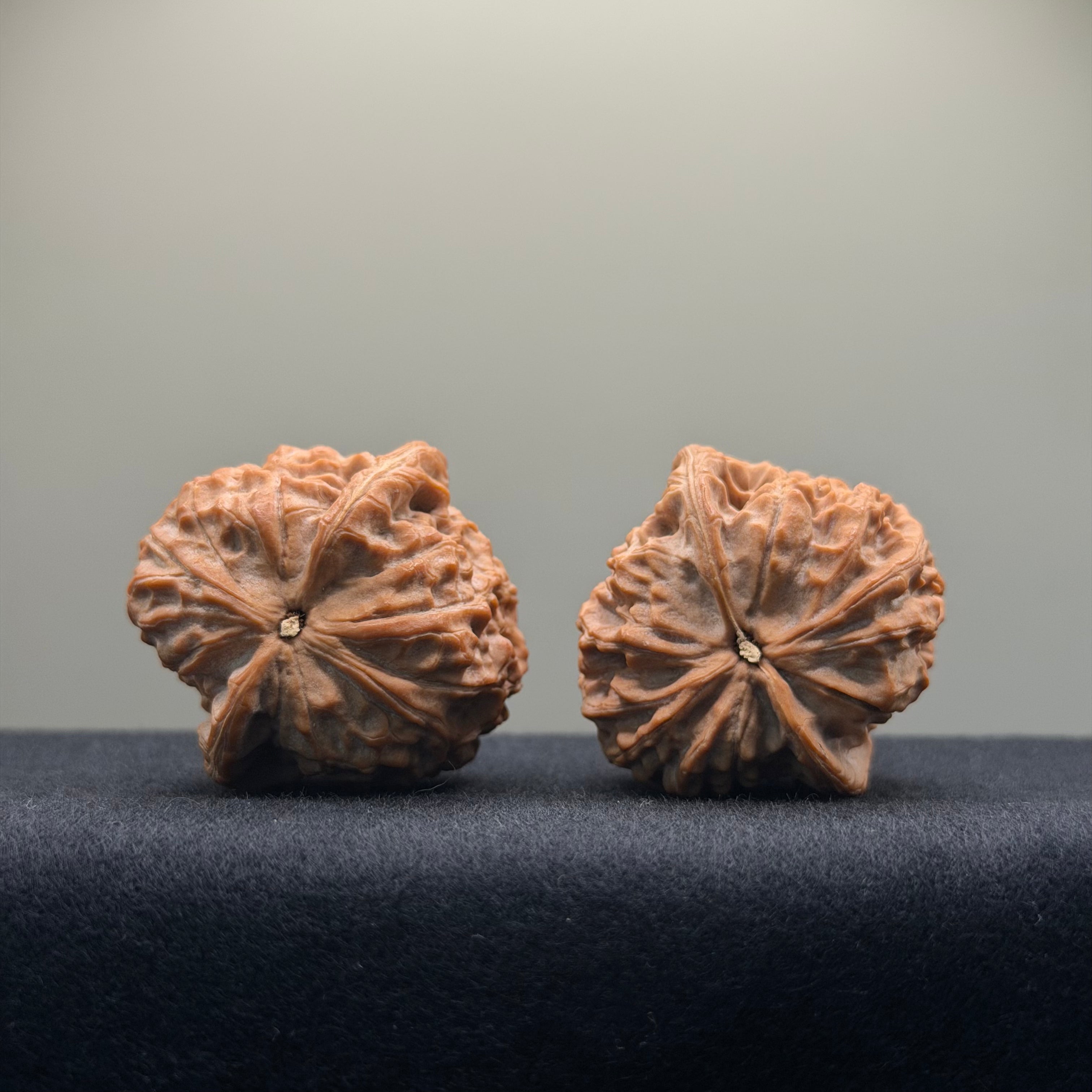 Double Dragon Ridge Wenwan Walnut · 38mm · Natural · Select Ritual