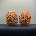 Fortune Rat Wenwan Walnut · 36mm · Natural · Select Ritual