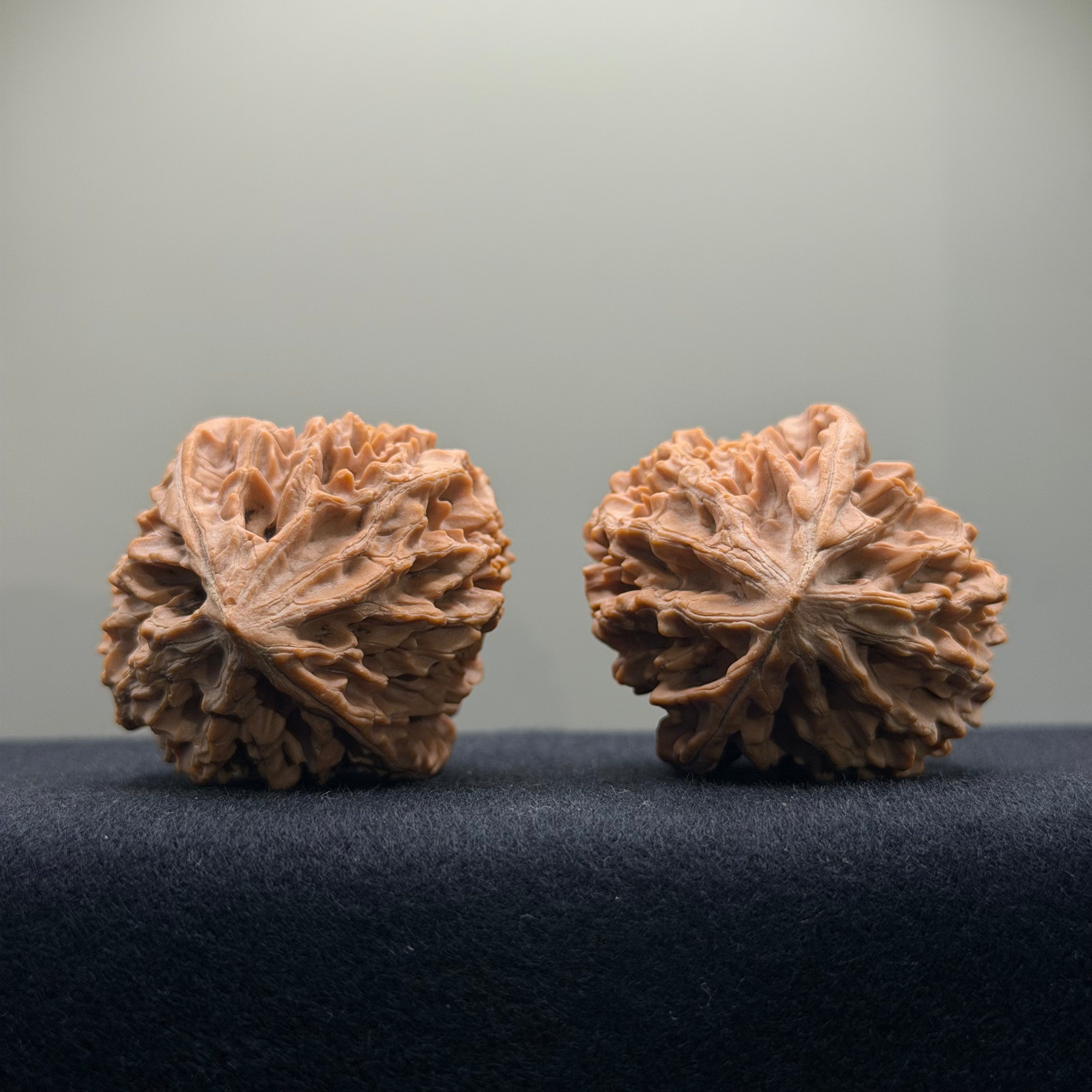 Fortune Rat Wenwan Walnut · 41mm · Natural · Premium Ritual