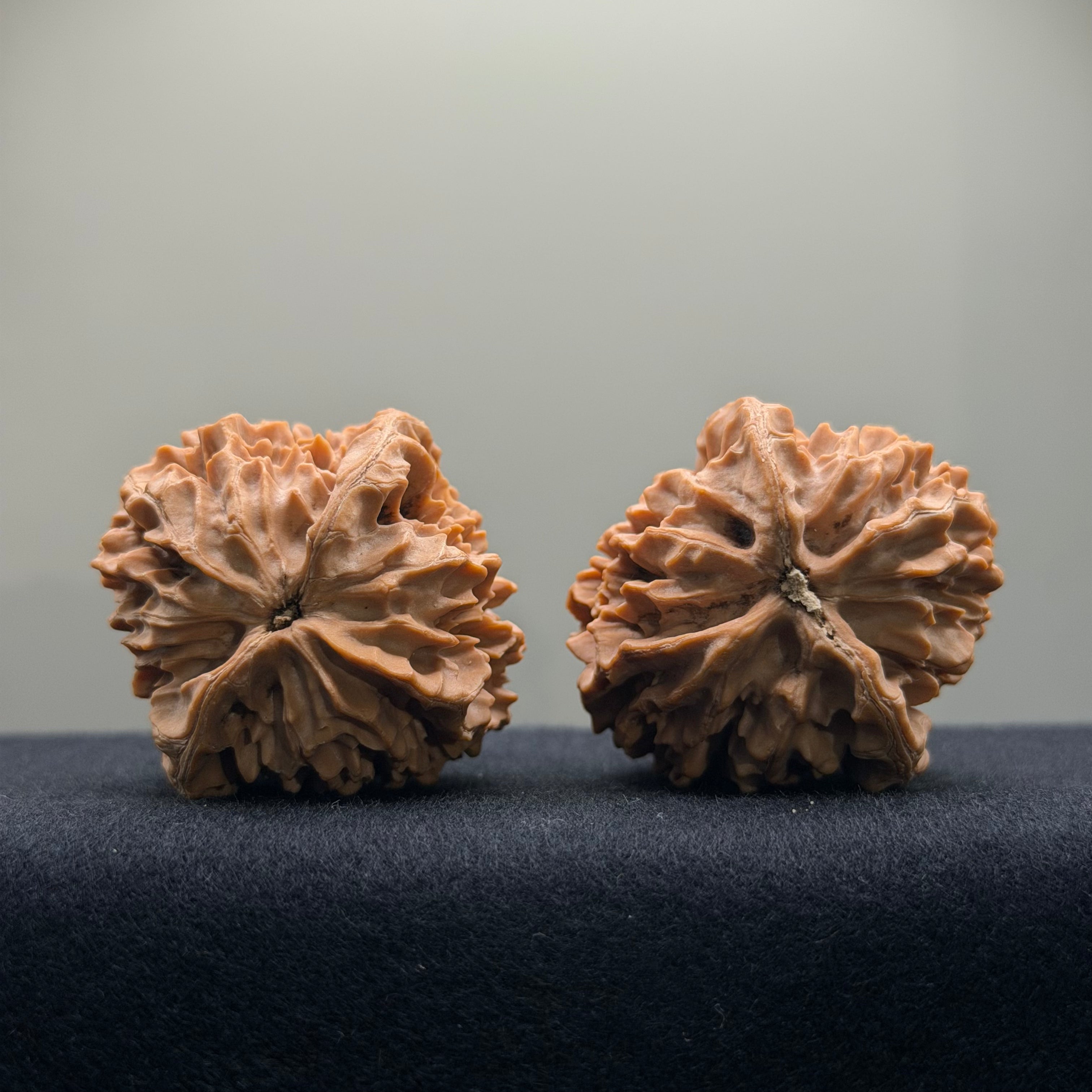 Fortune Rat Wenwan Walnut · 41mm · Natural · Premium Ritual