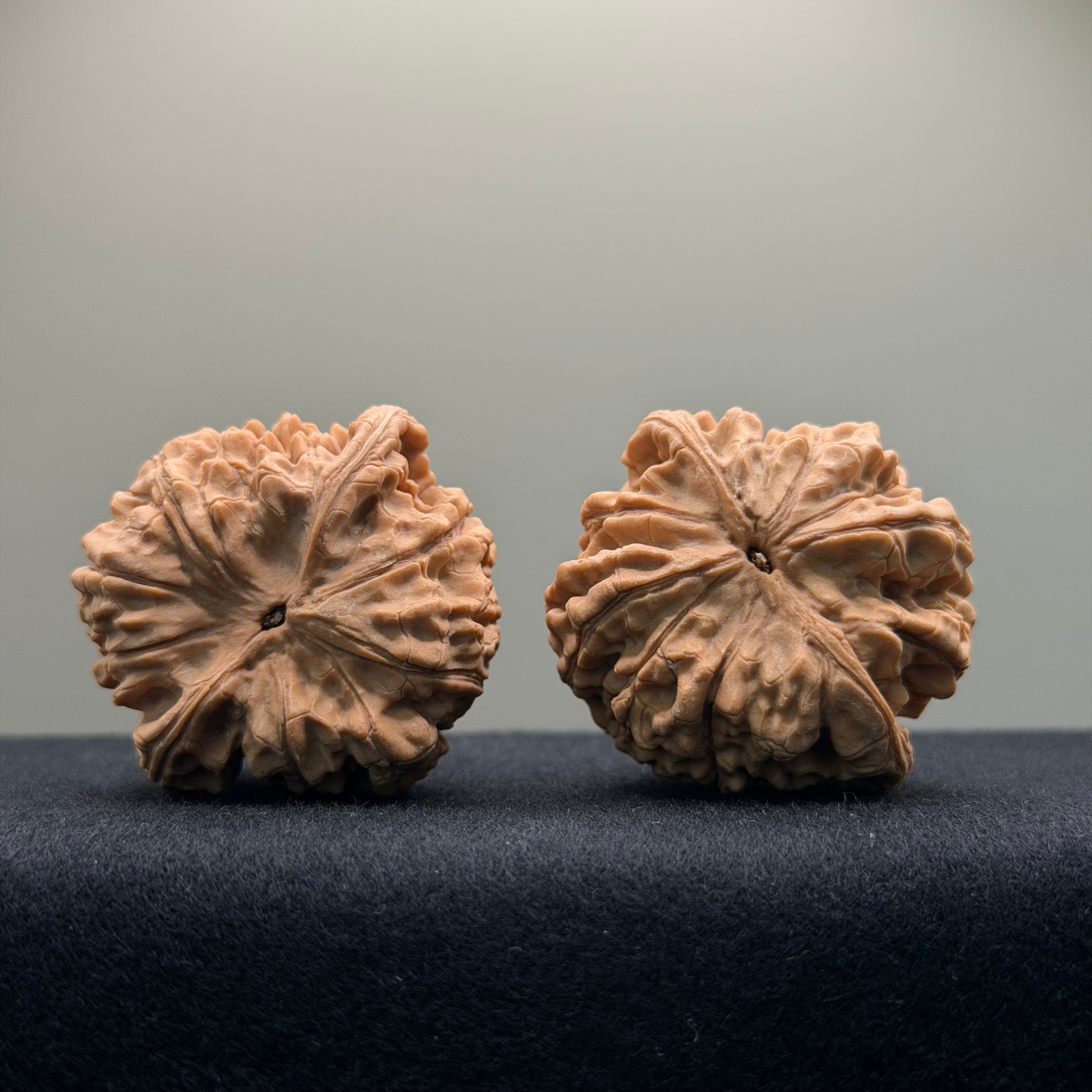 Official Hat Wenwan Walnut · 44mm · Natural · Entry Ritual