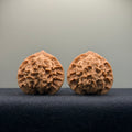 Wild · Mandala Wenwan Walnut  · 38mm · Natural · Collector Ritual