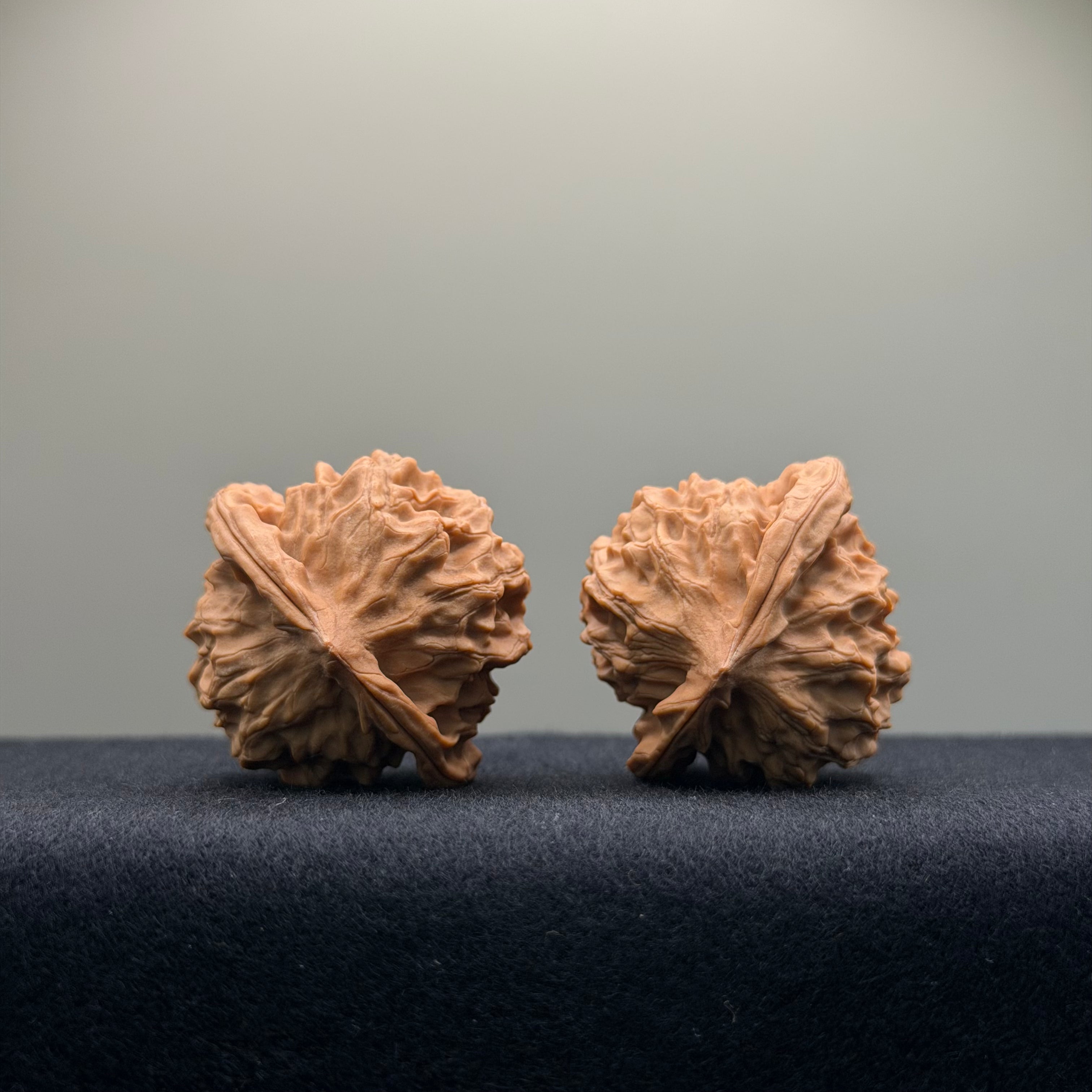Wild · Mandala Wenwan Walnut  · 38mm · Natural · Collector Ritual