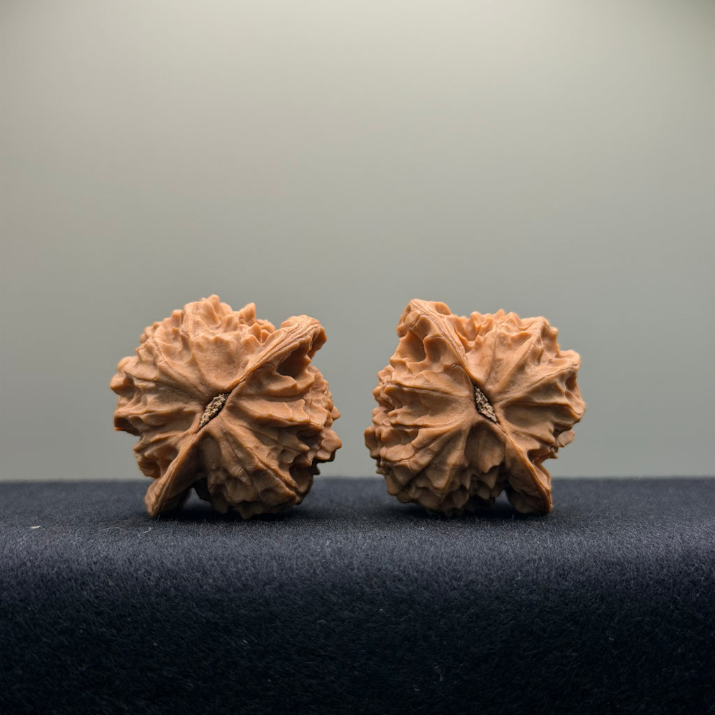 Wild · Mandala Wenwan Walnut  · 38mm · Natural · Collector Ritual
