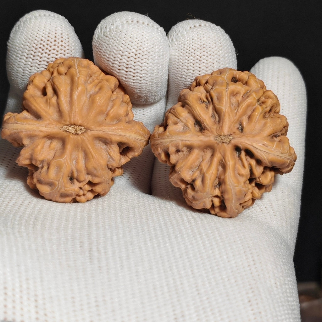 Red Koi Wenwan Walnut · 40mm · Natural · Sourcing Pick