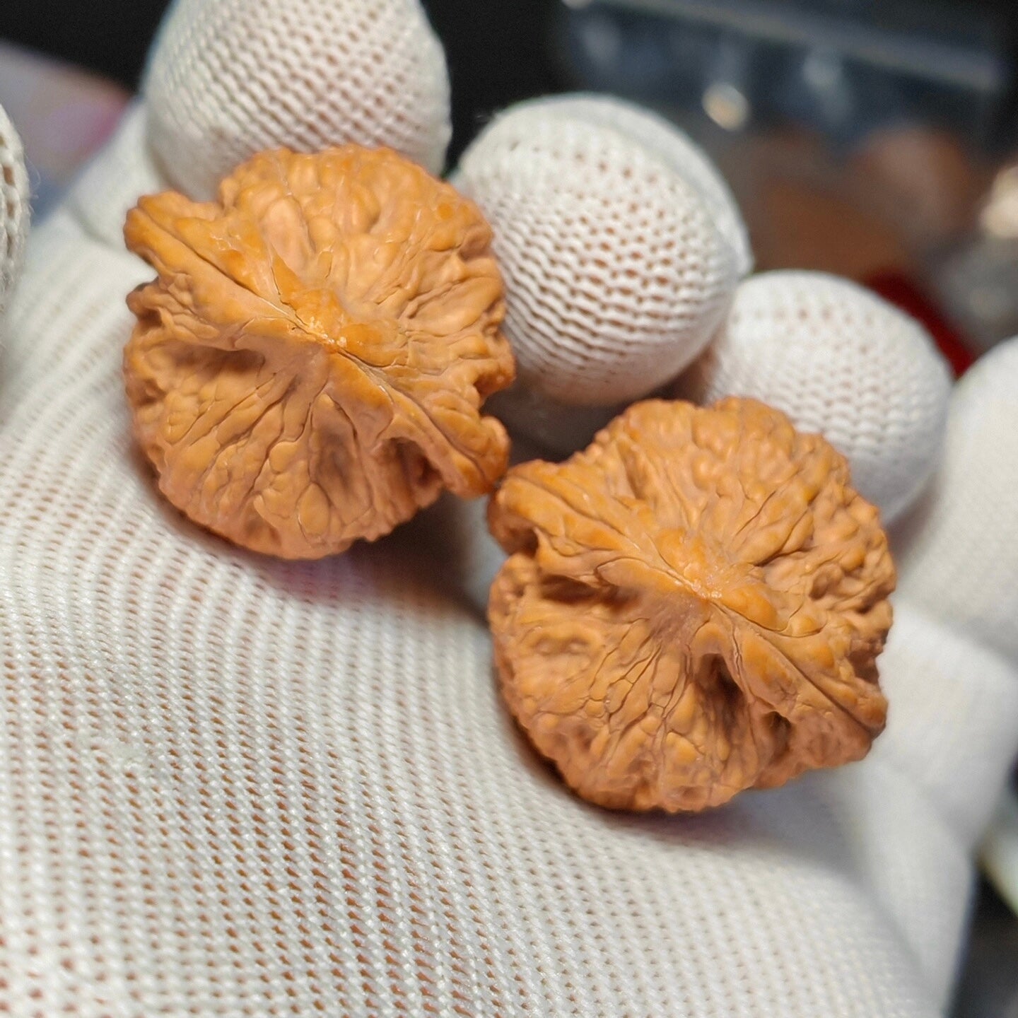 Ribbonfish Wenwan Walnut · 44mm· Natural · Sourcing Pick