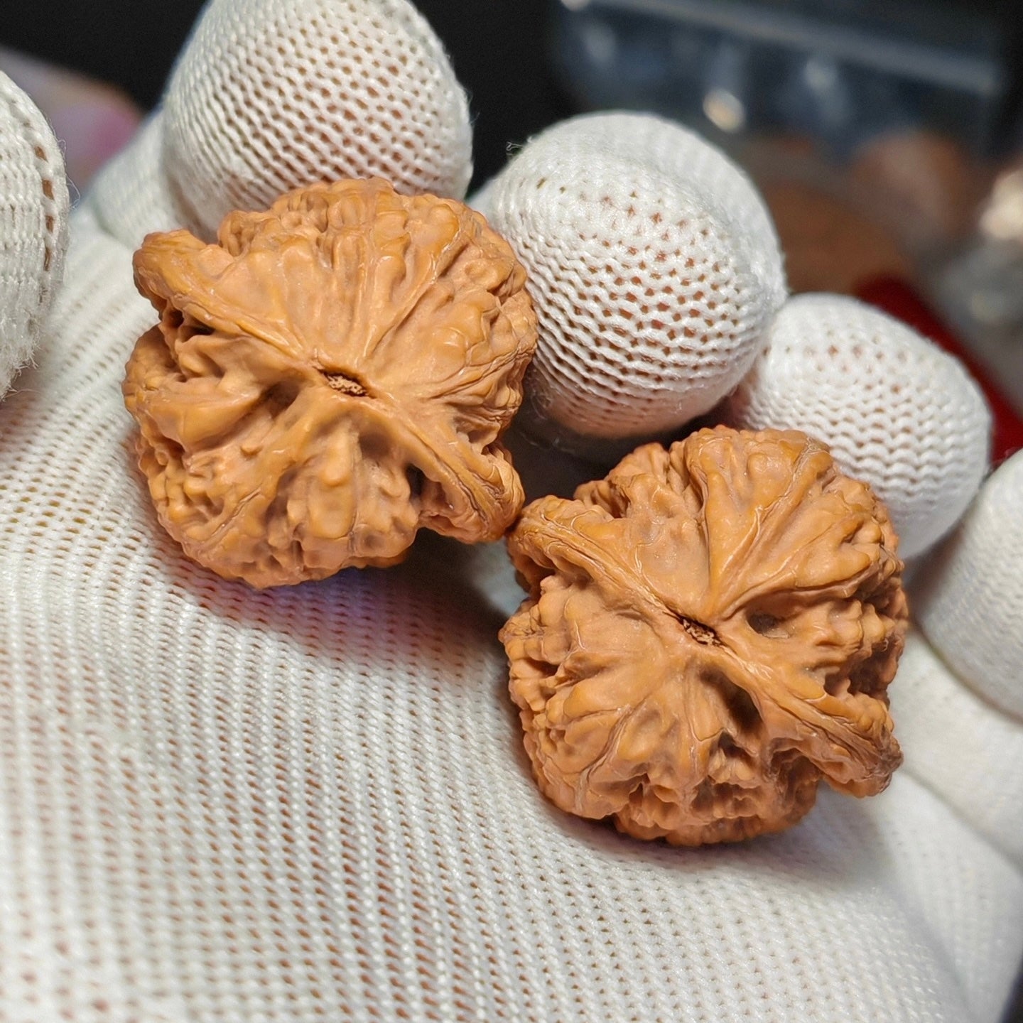 Ribbonfish Wenwan Walnut · 44mm· Natural · Sourcing Pick